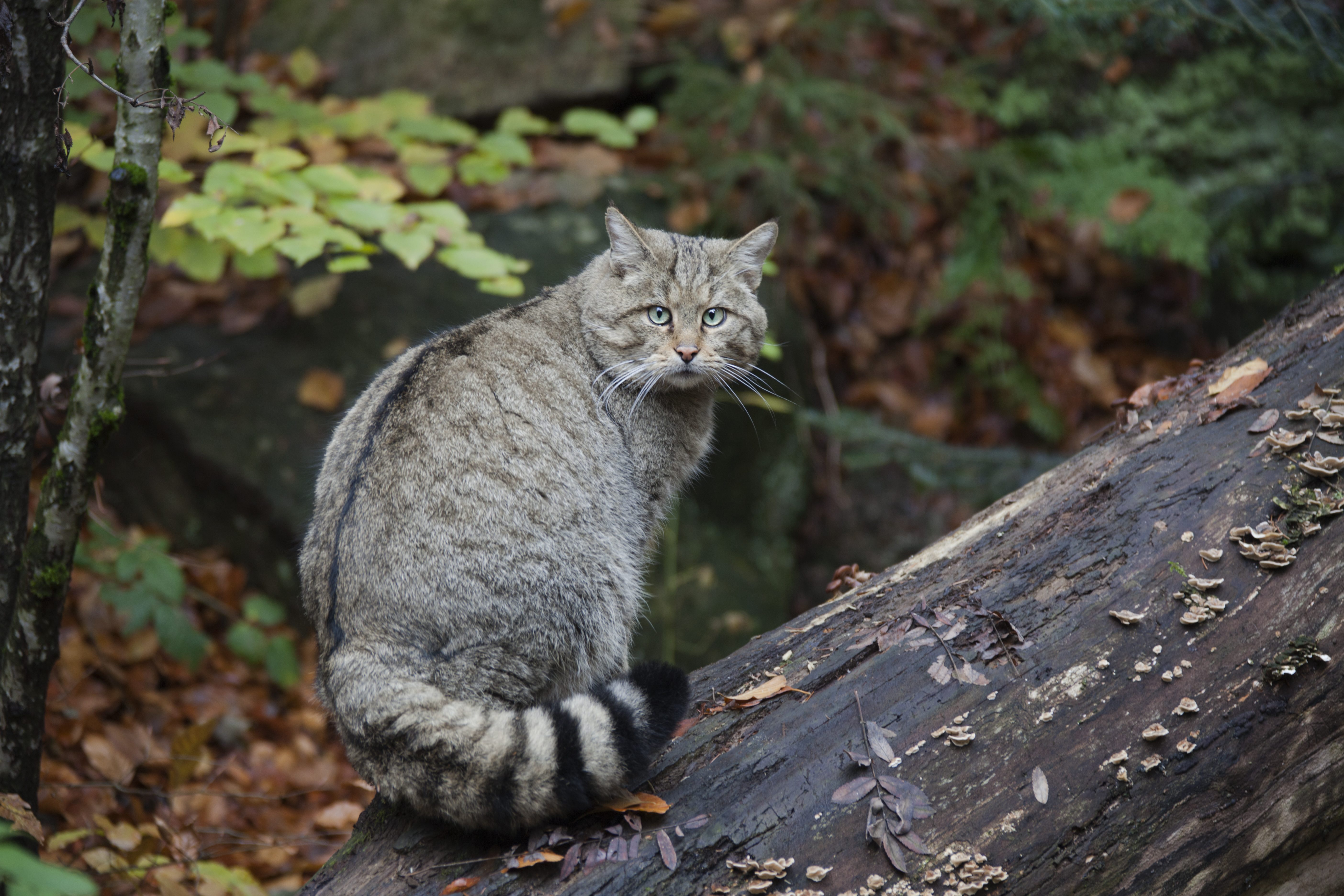 gatto selvatico