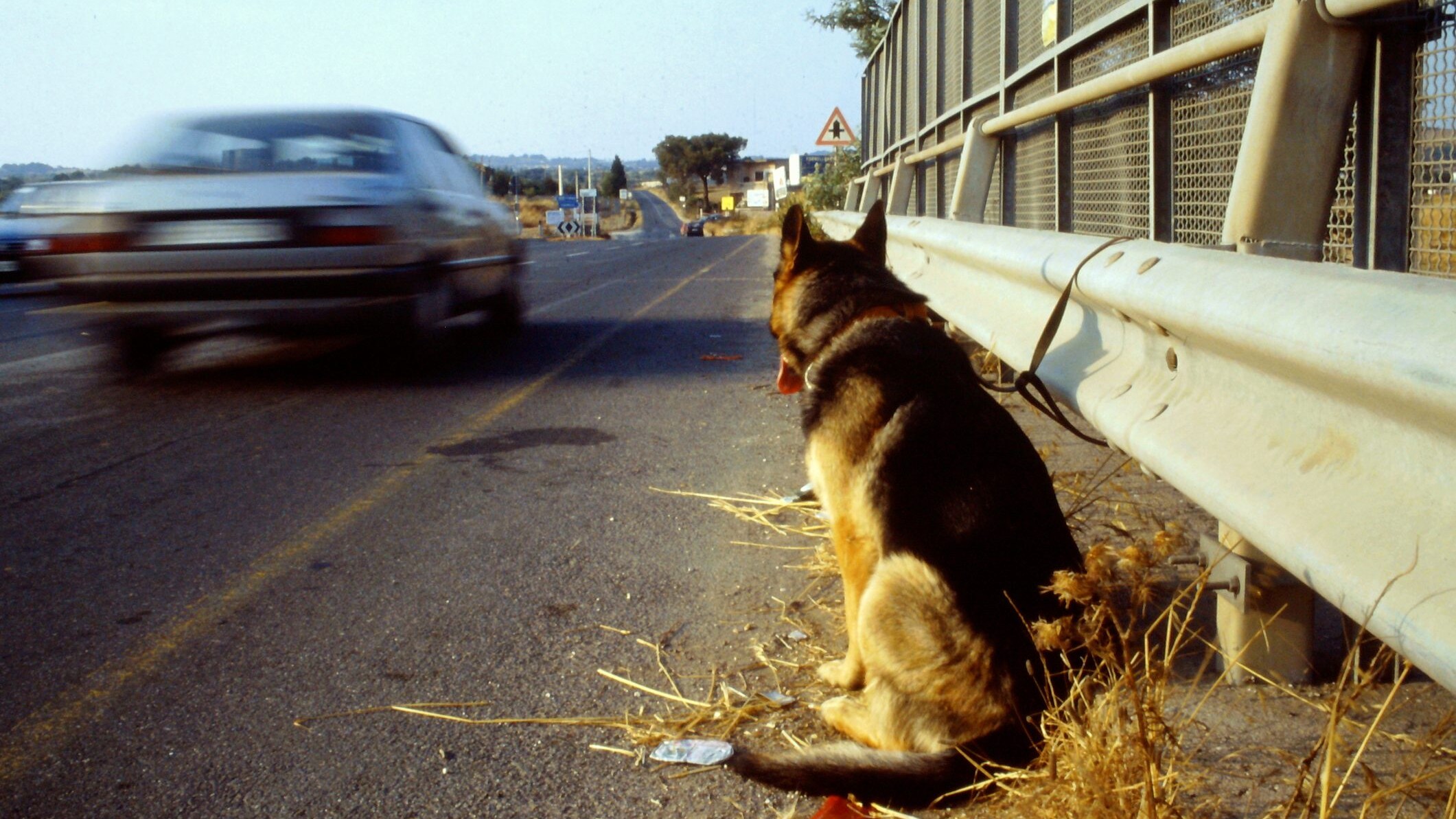 cane abbandono