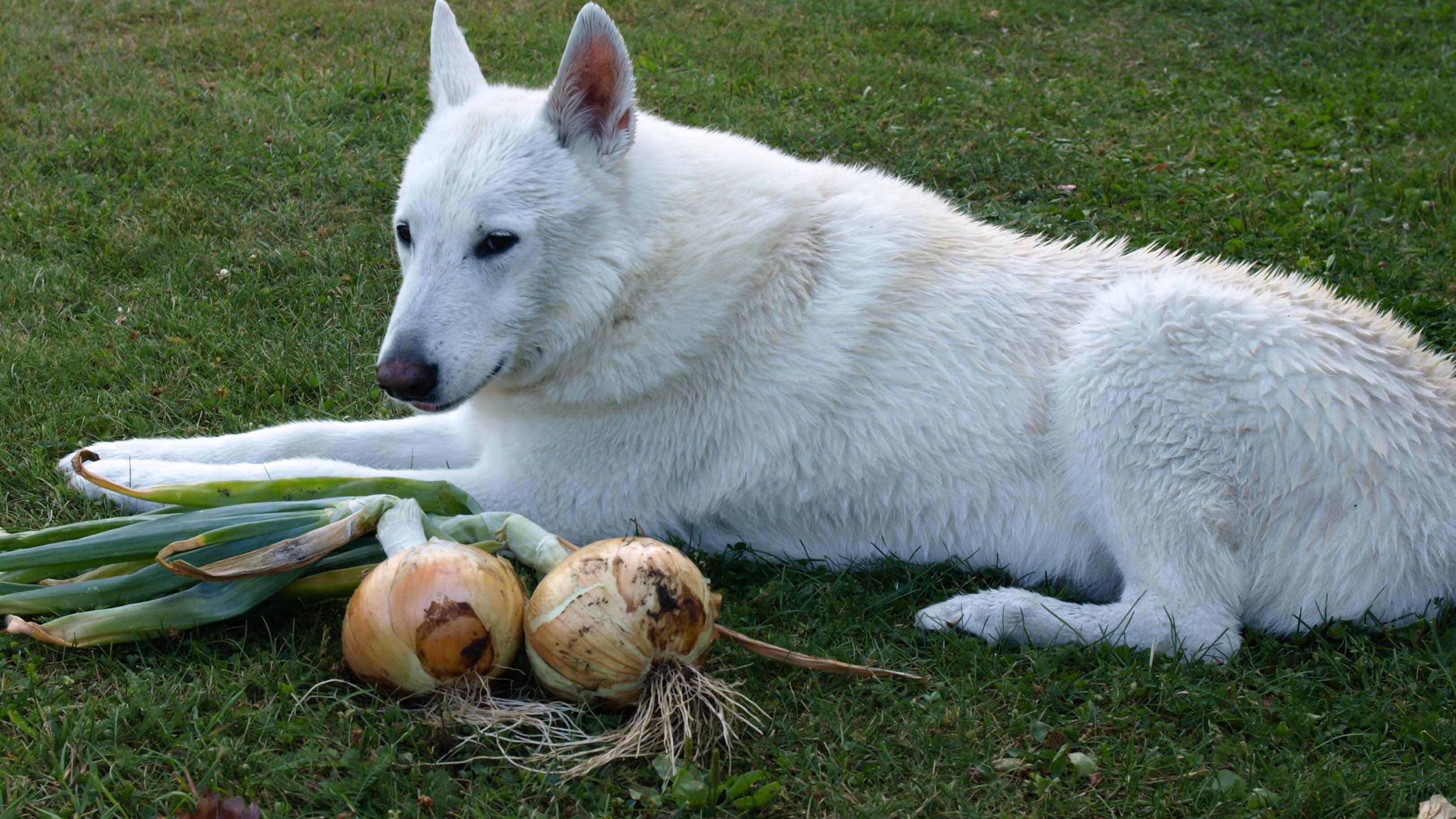 cane cipolla