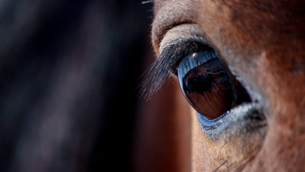 cavallo