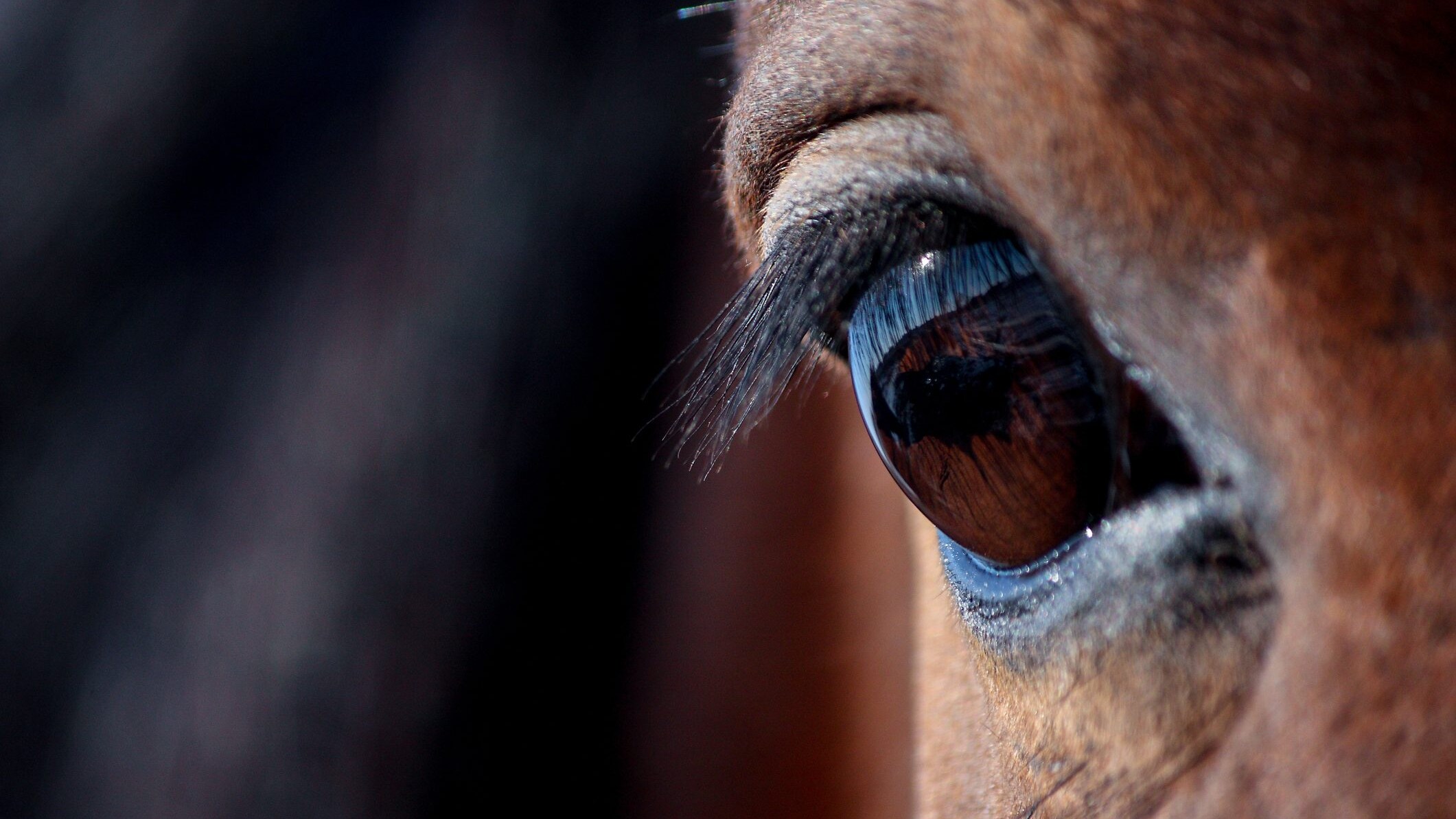 cavallo