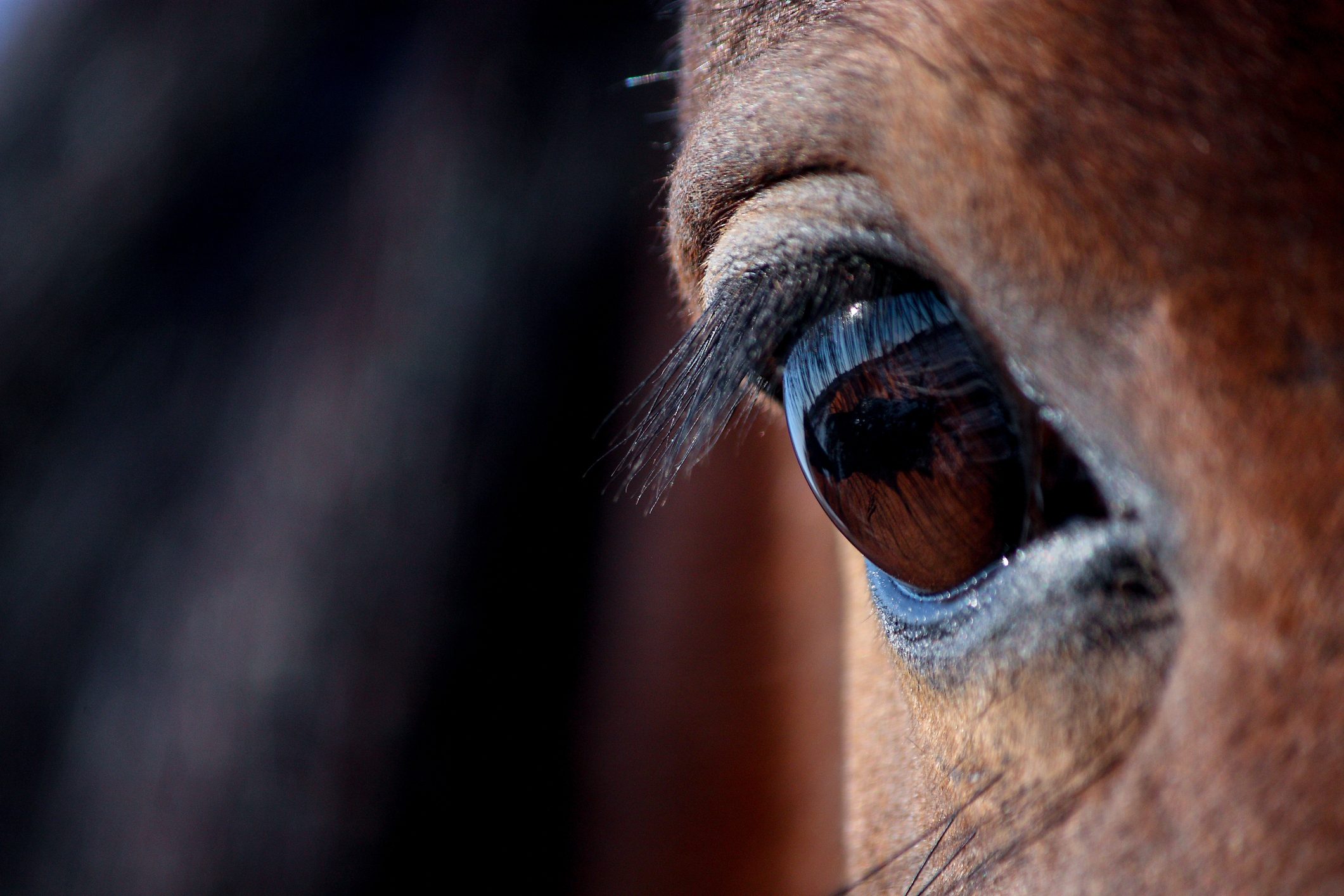 cavallo