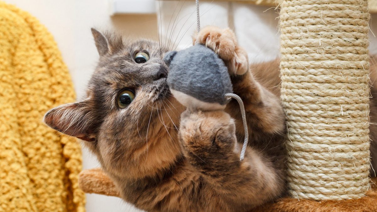 gatto gioco