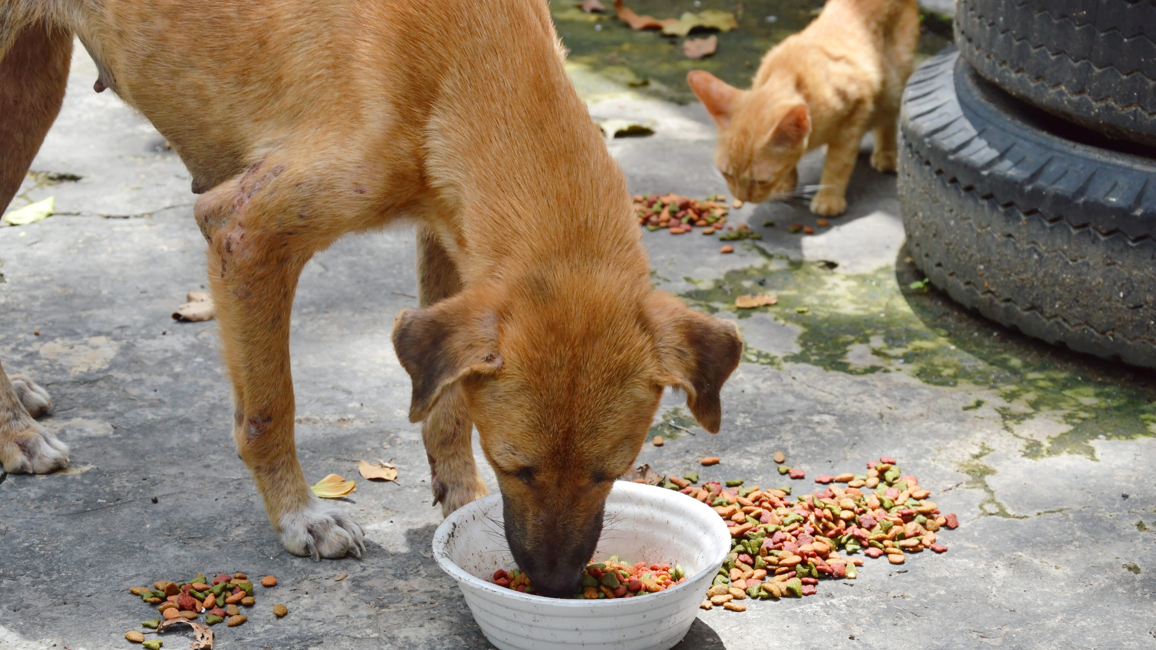 cane randagio