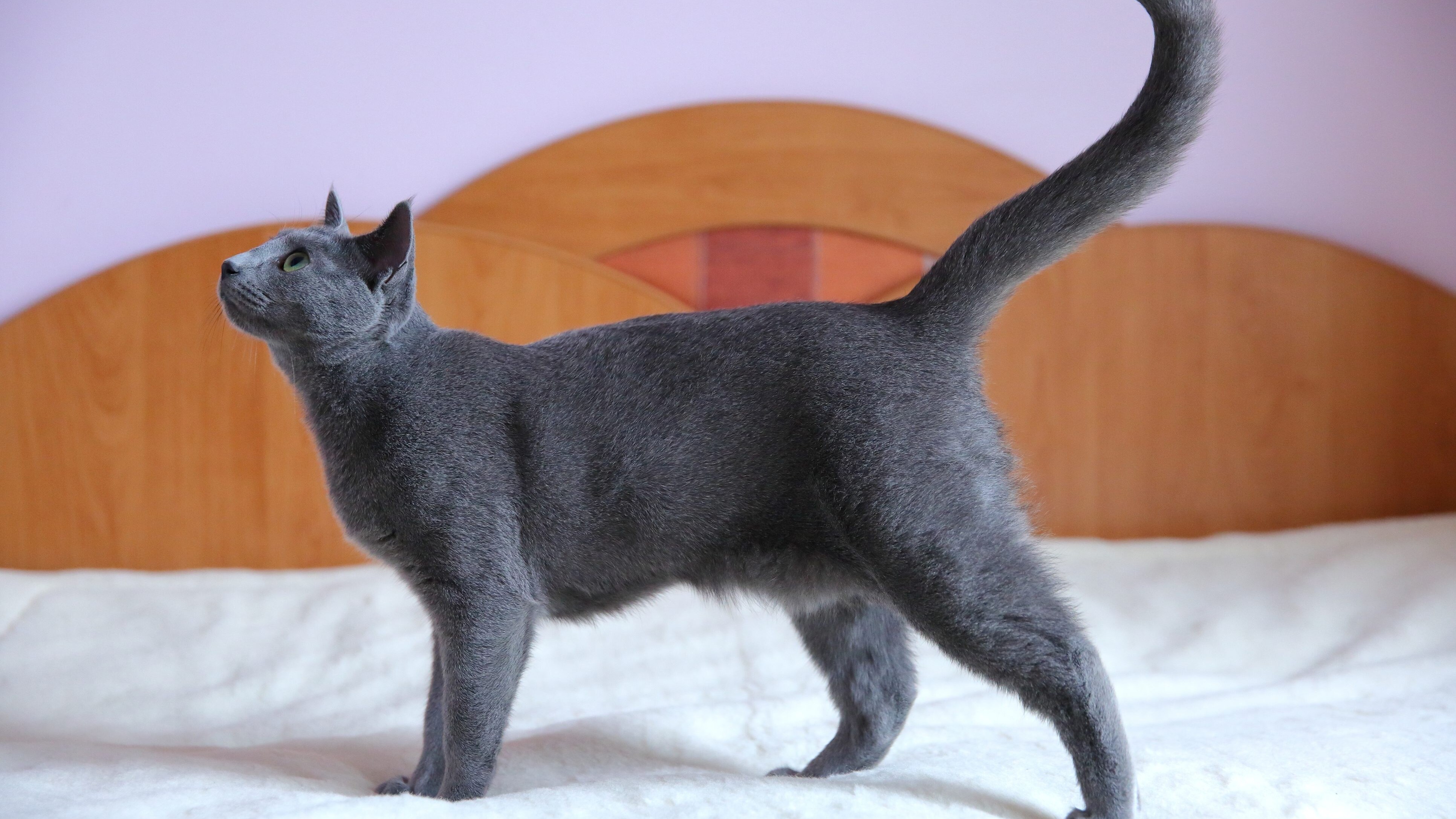 gatto