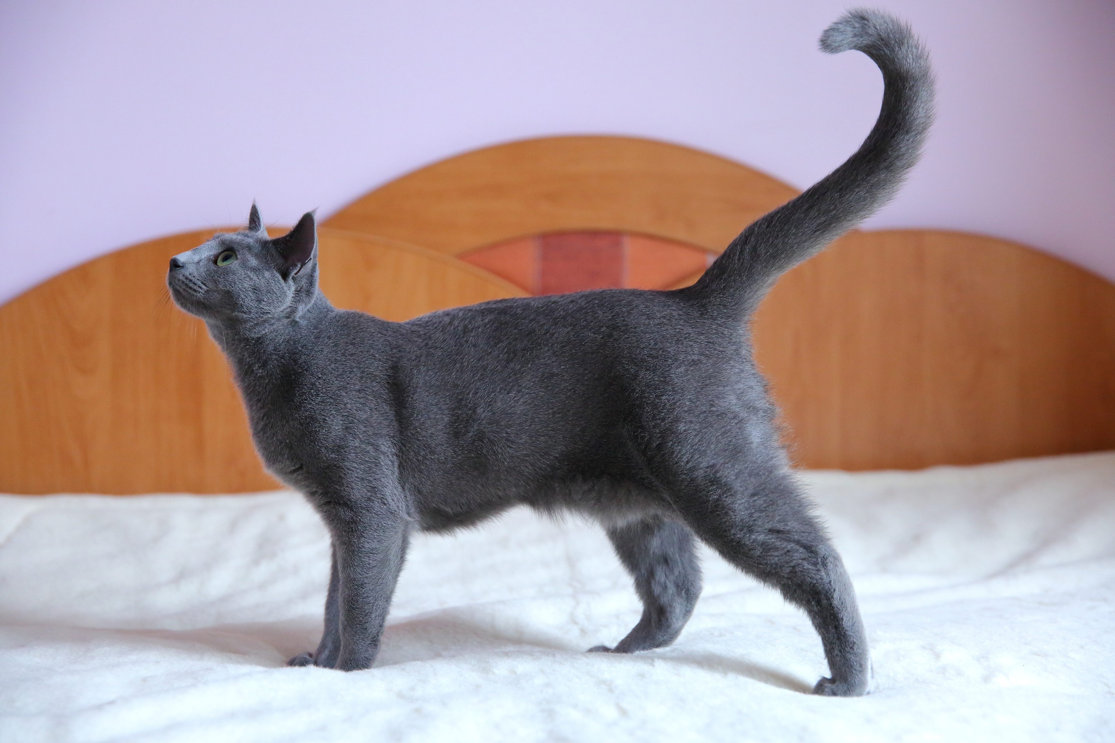 gatto