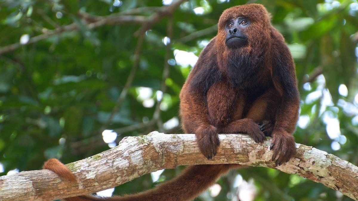 scimmia urlatrice bruna