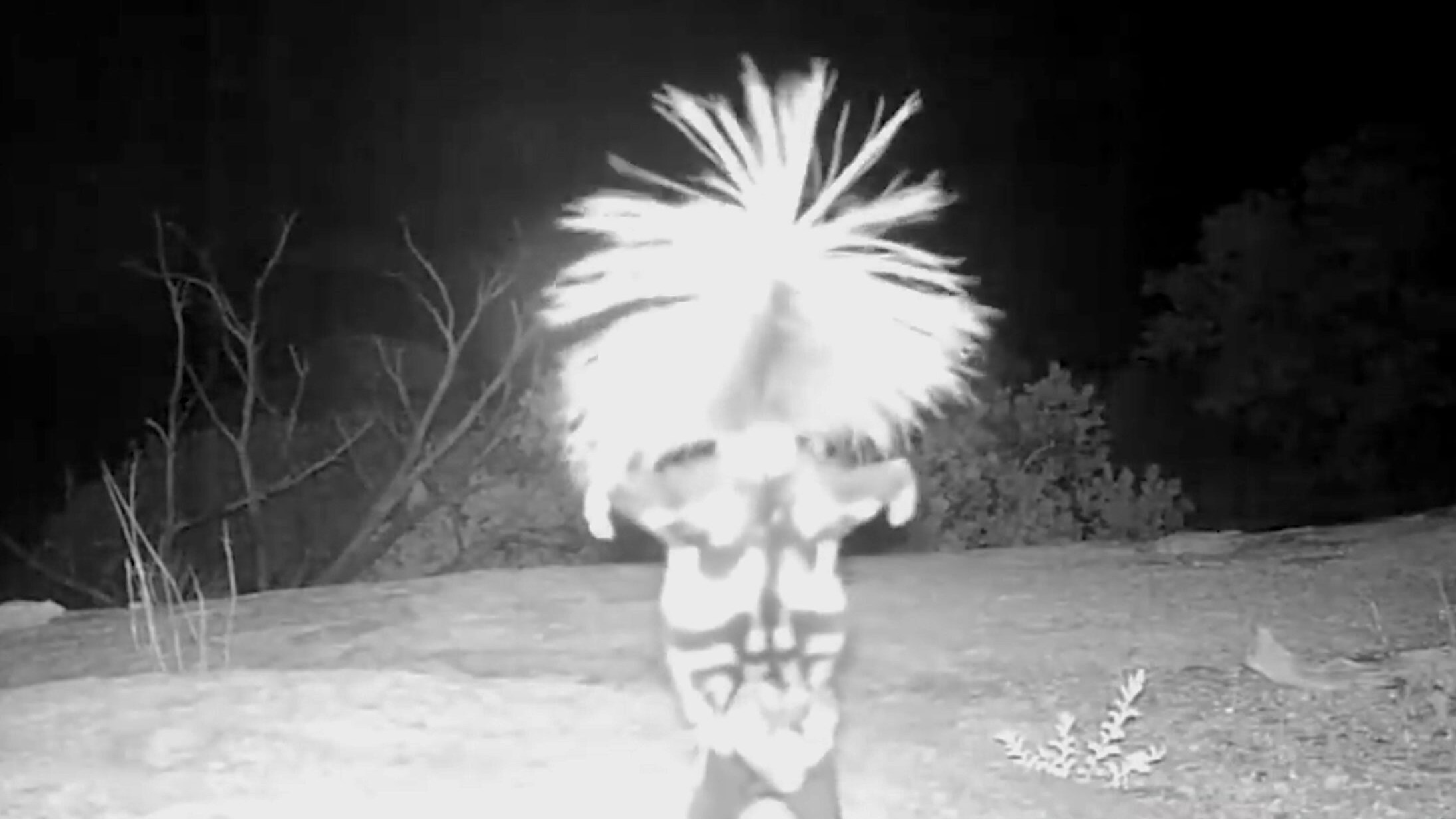 spotted skunk