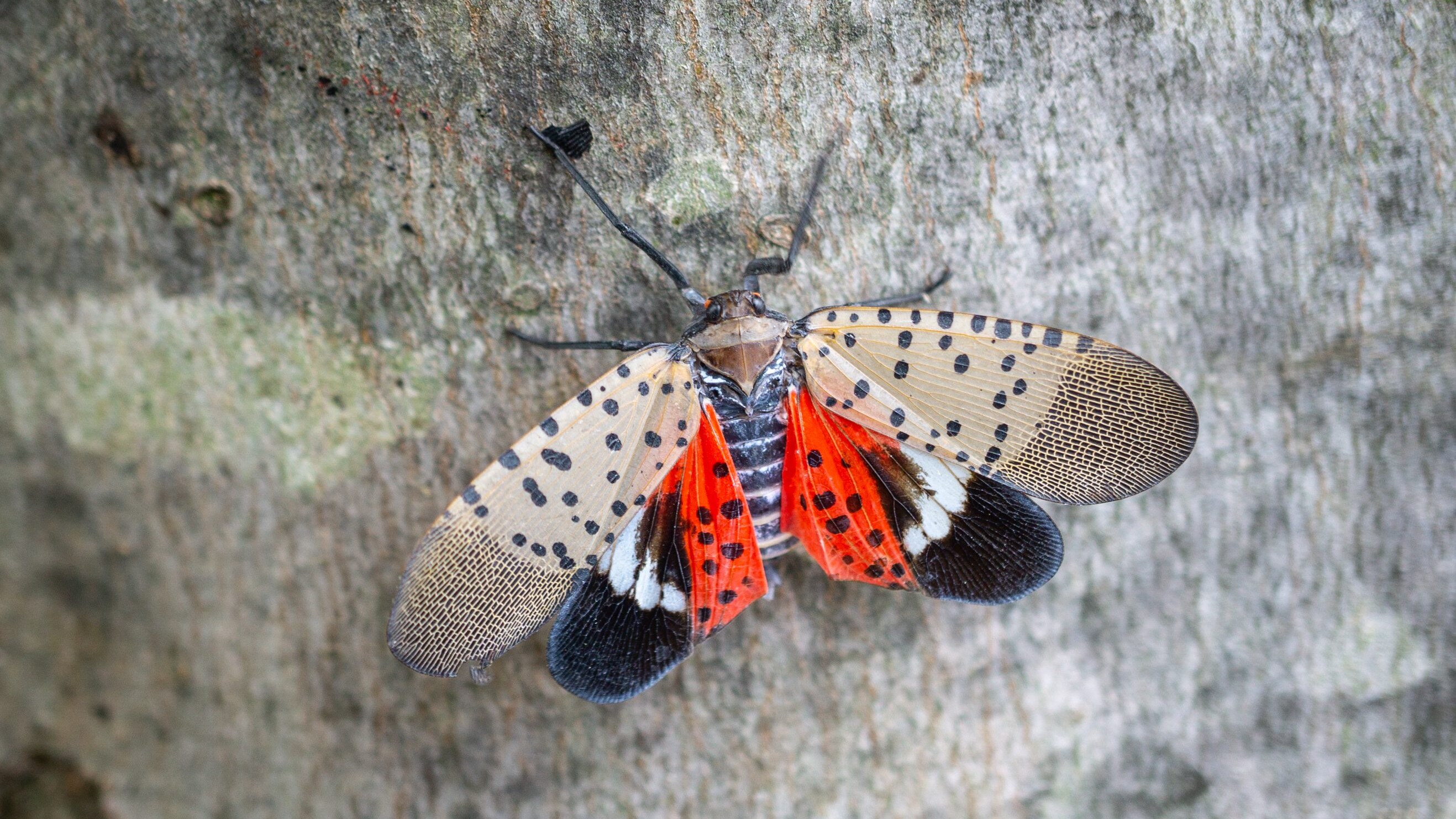 Lycorma delicatula
