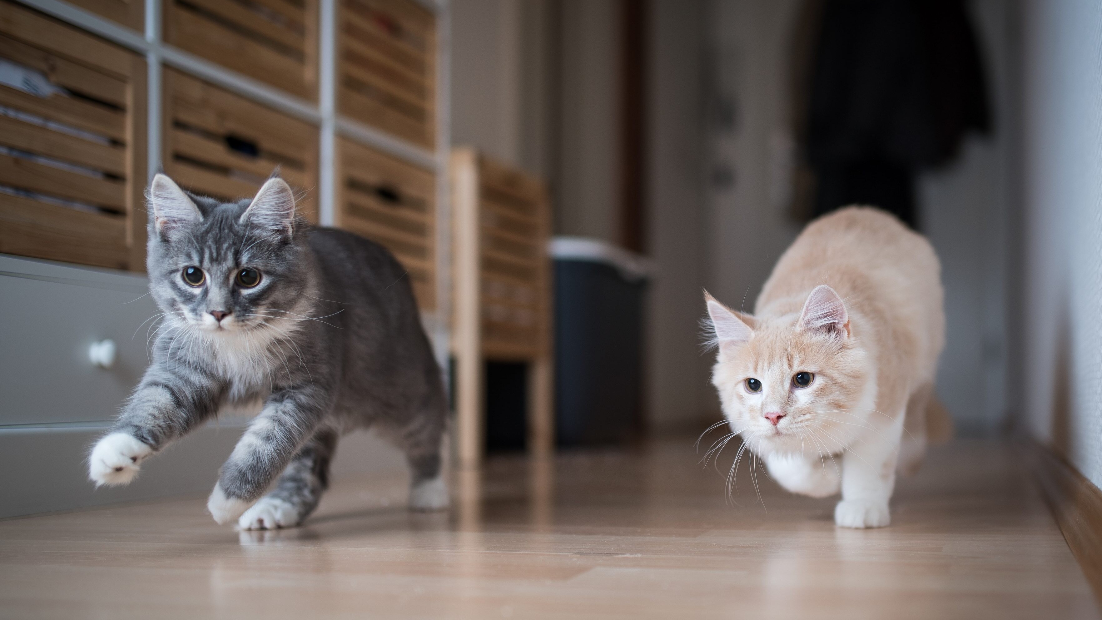 gatti