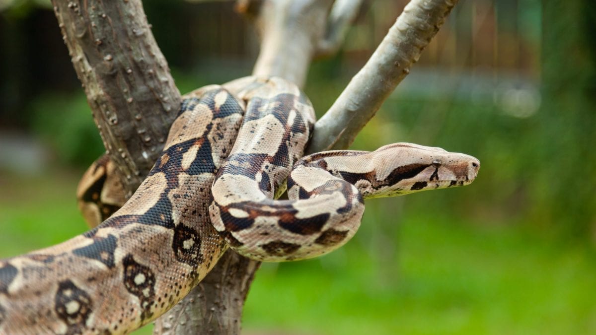 Boa constrictor
