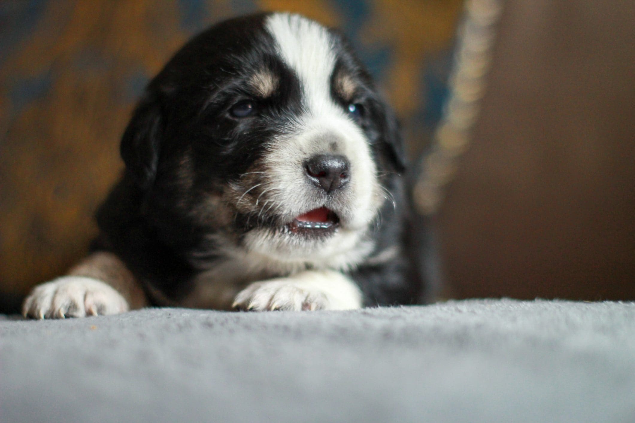Che cosa esprime il cane quando guaisce?