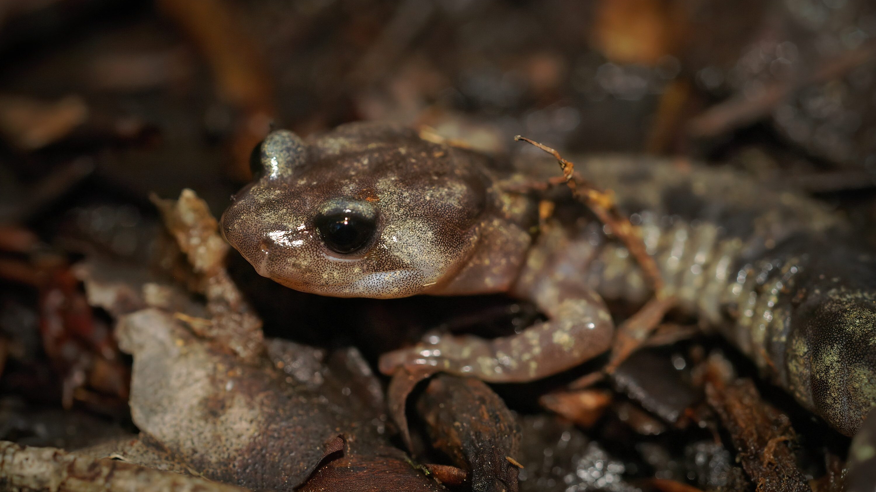 Aneides vagrans