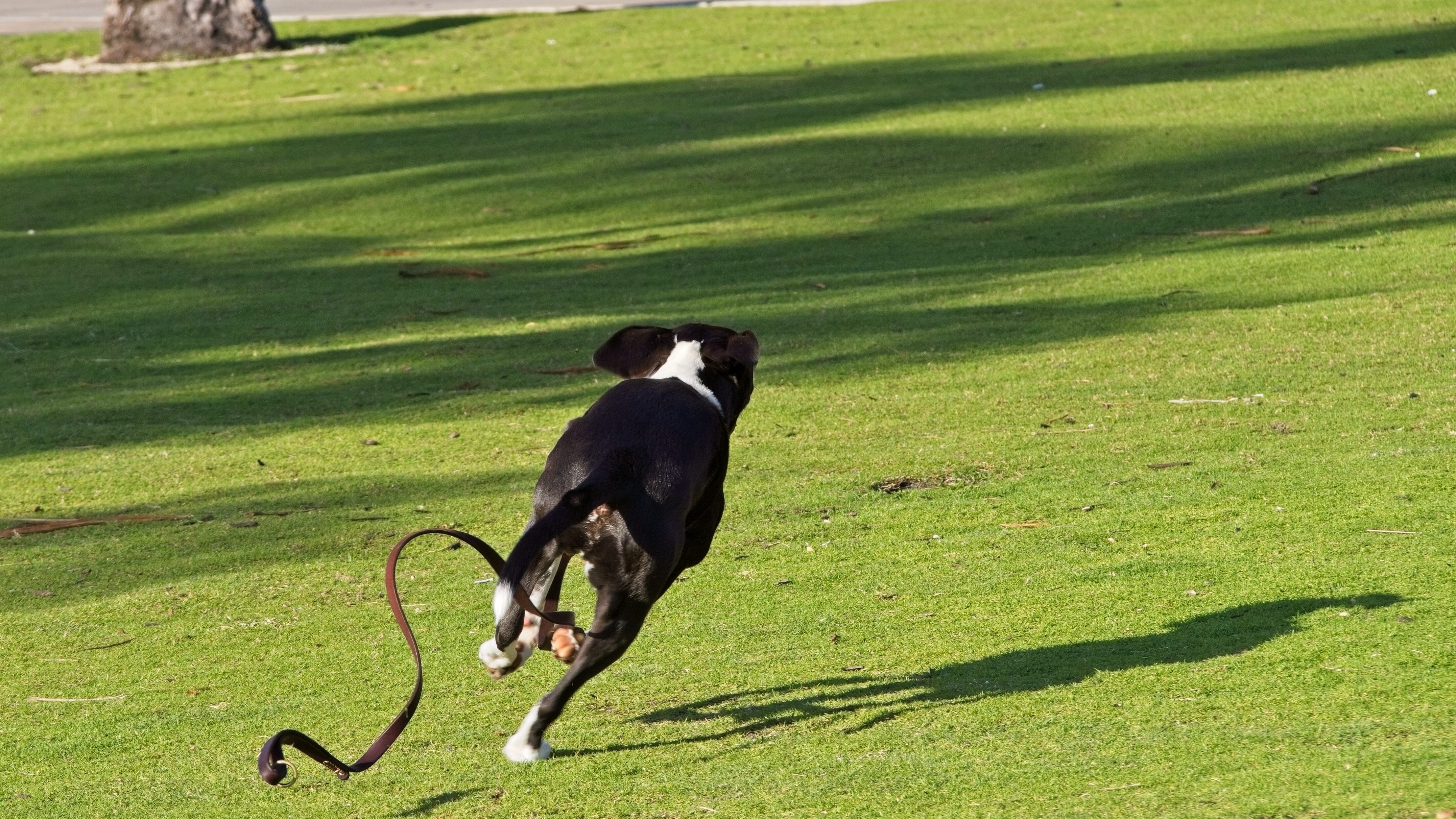 cane scappa