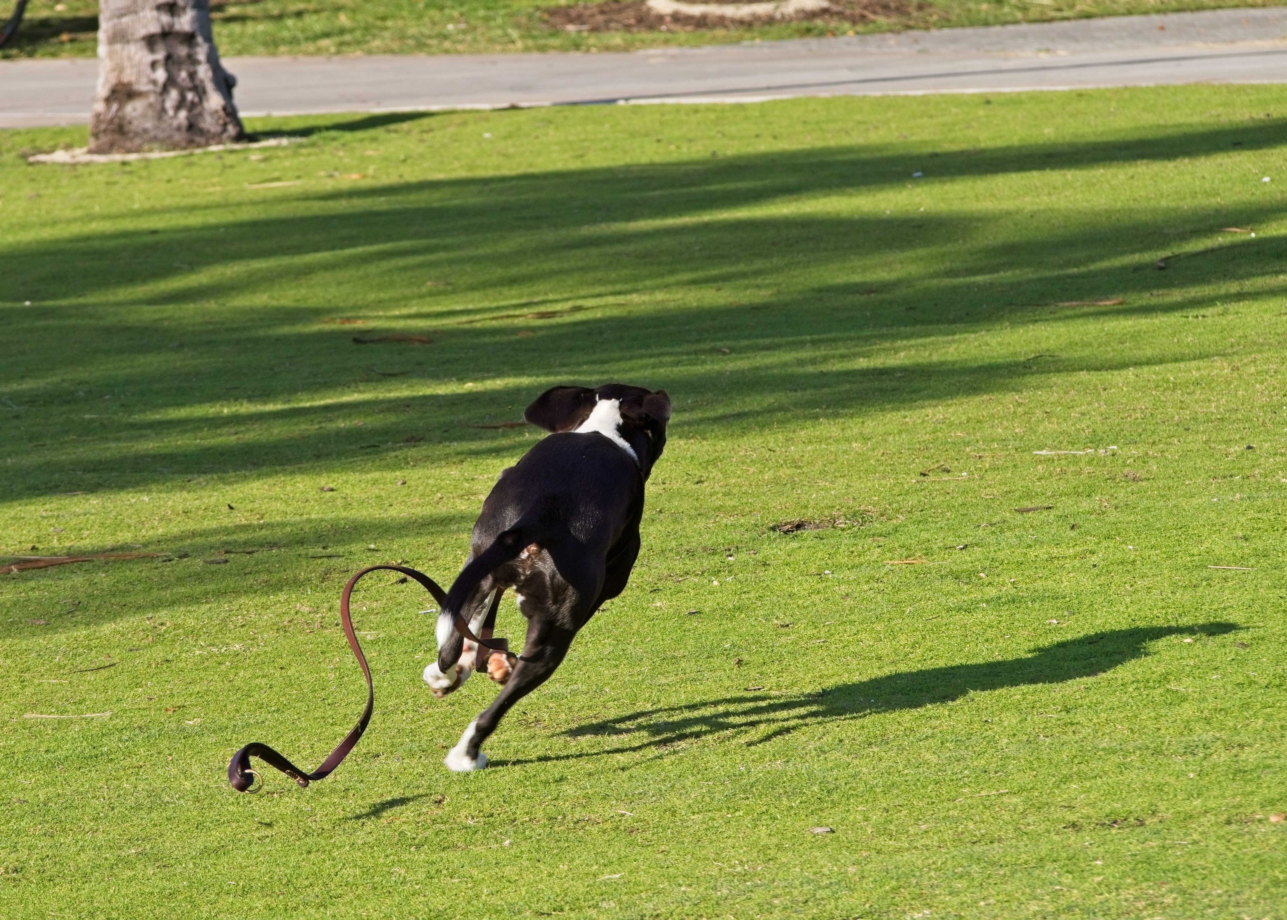 cane scappa
