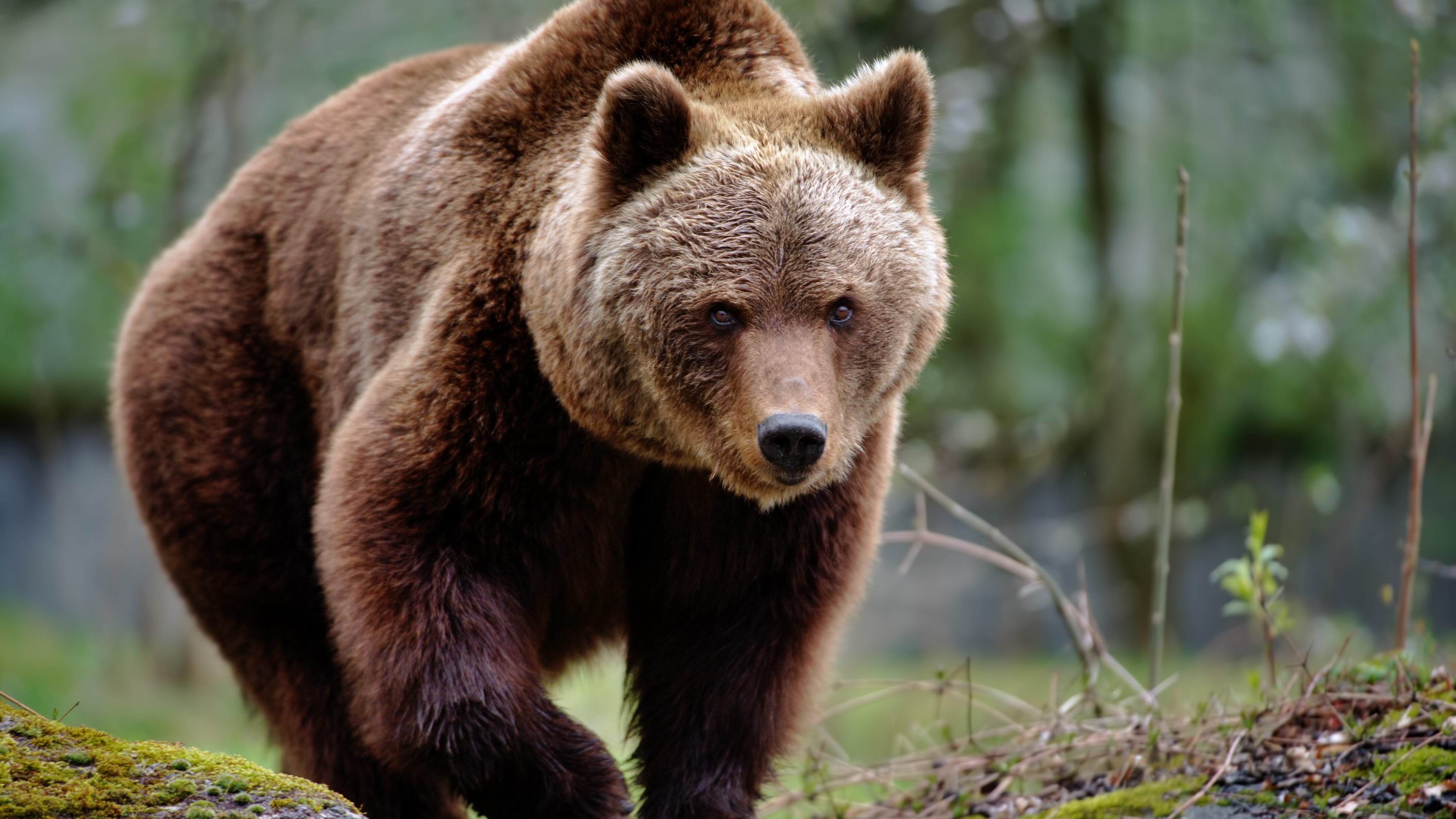 orso bruno