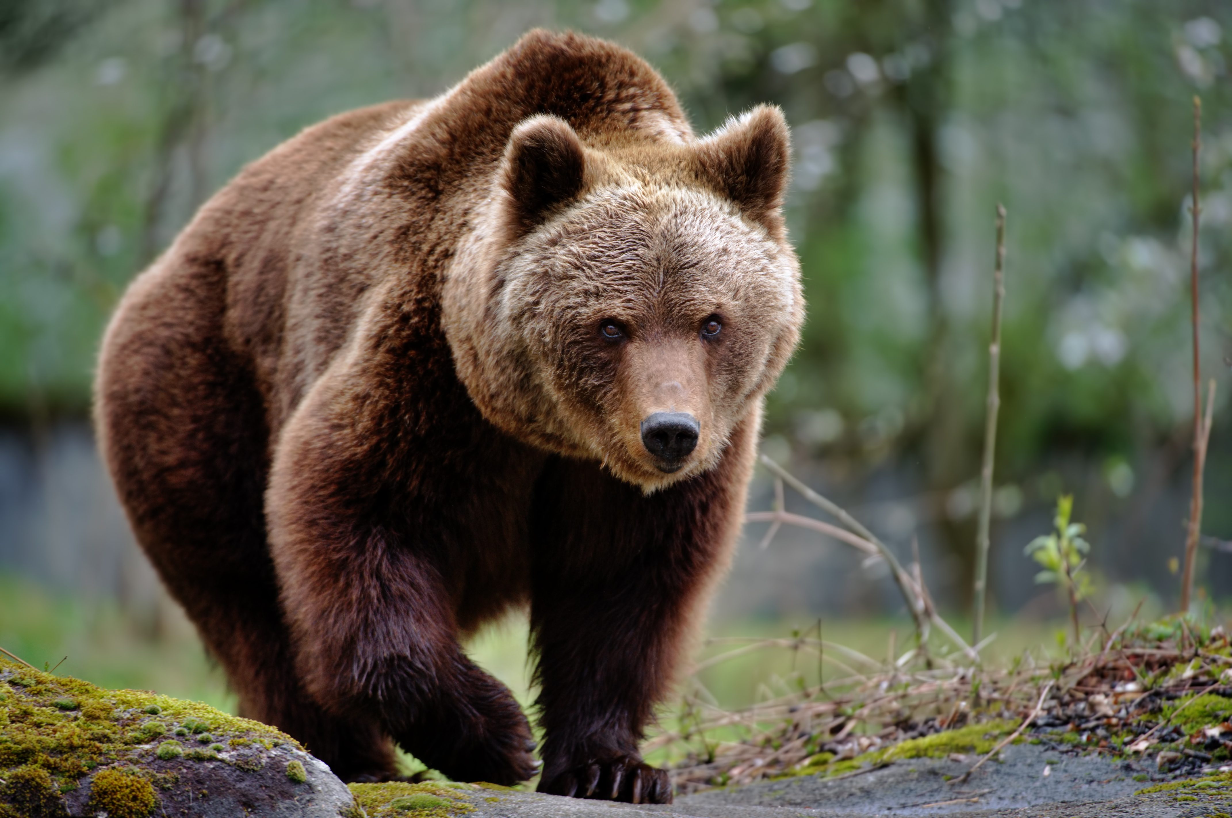 orso bruno