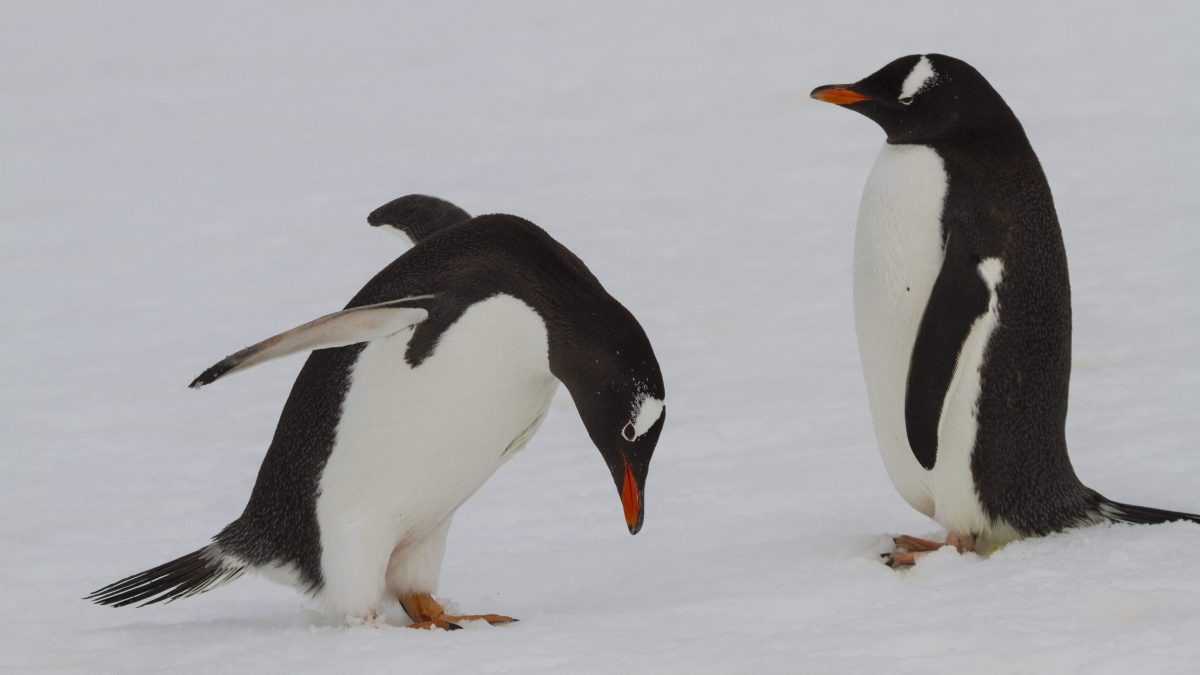 pinguino gentoo