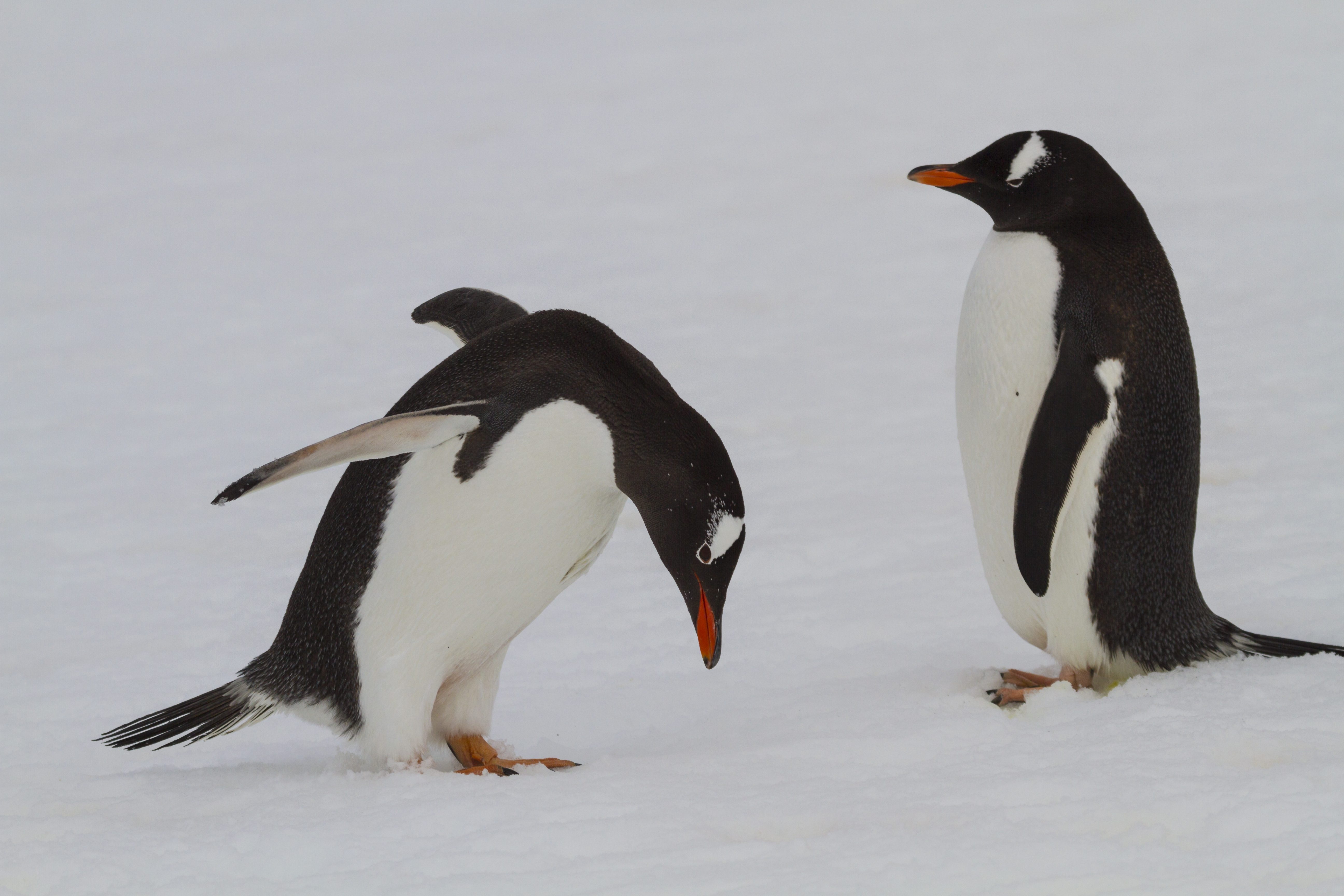 pinguino gentoo