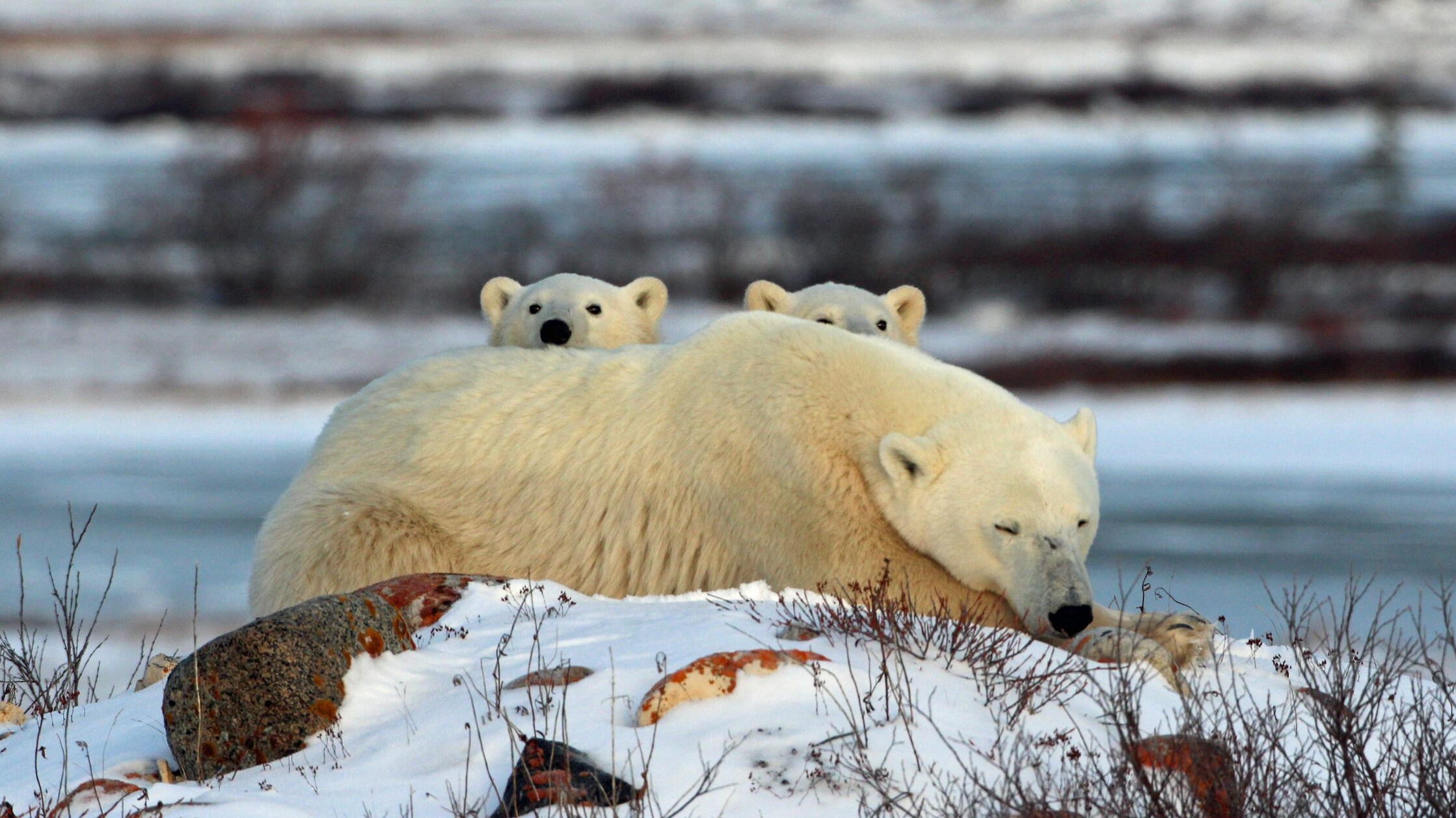 orso polare