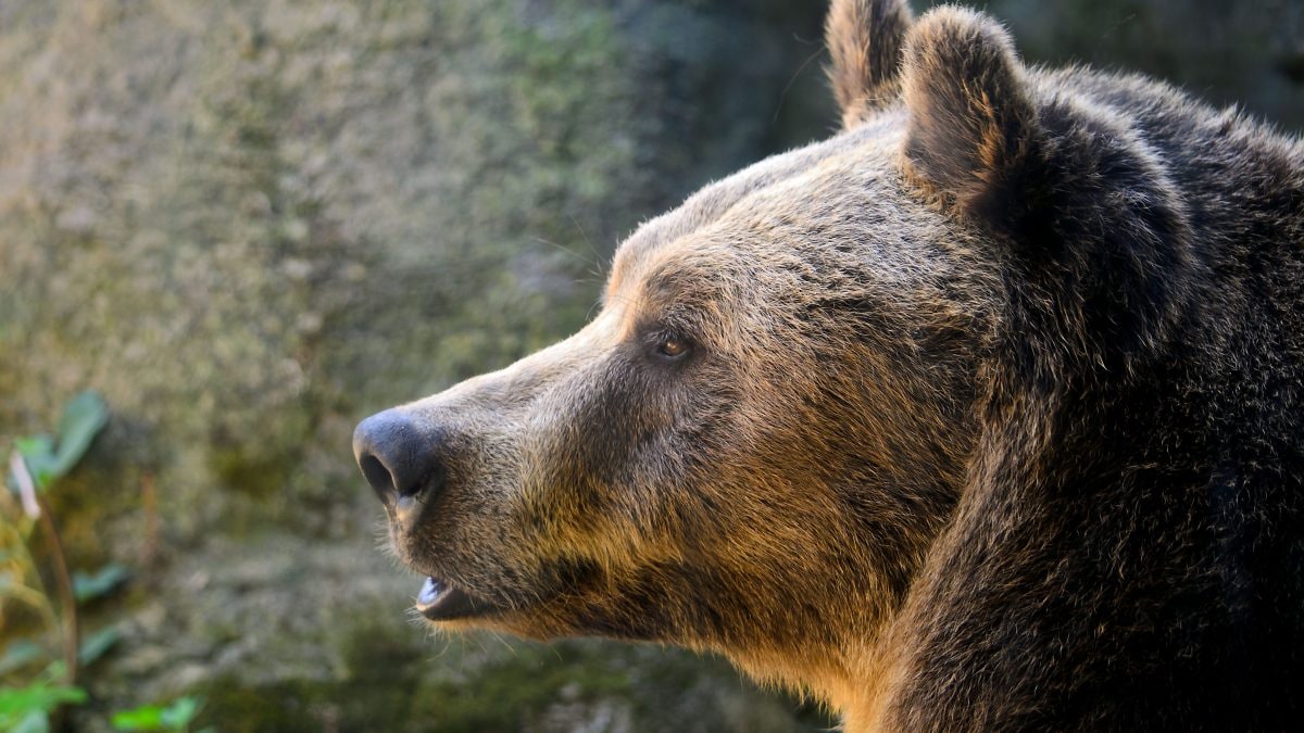 orso marsicano