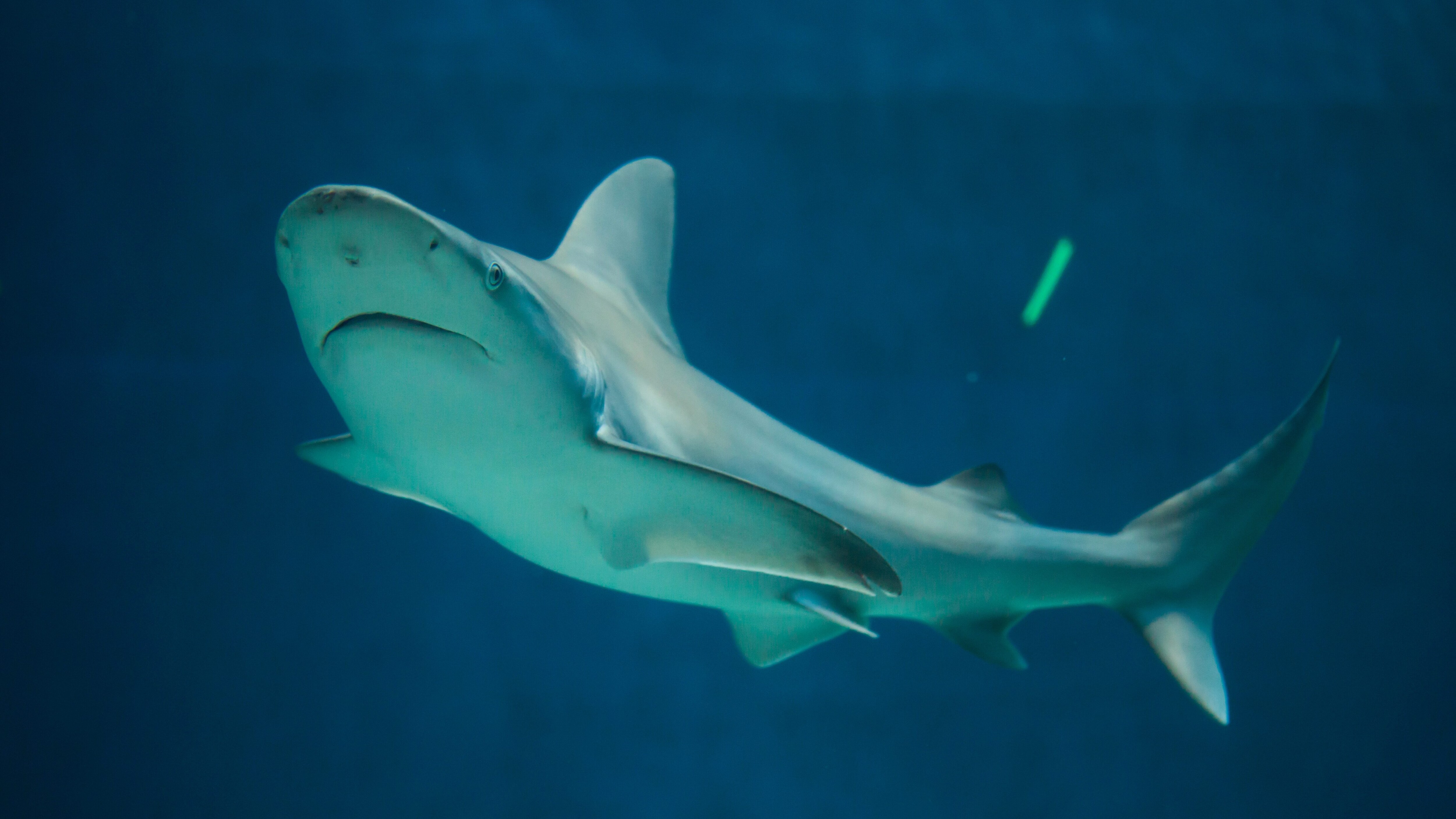 Carcharhinus plumbeus