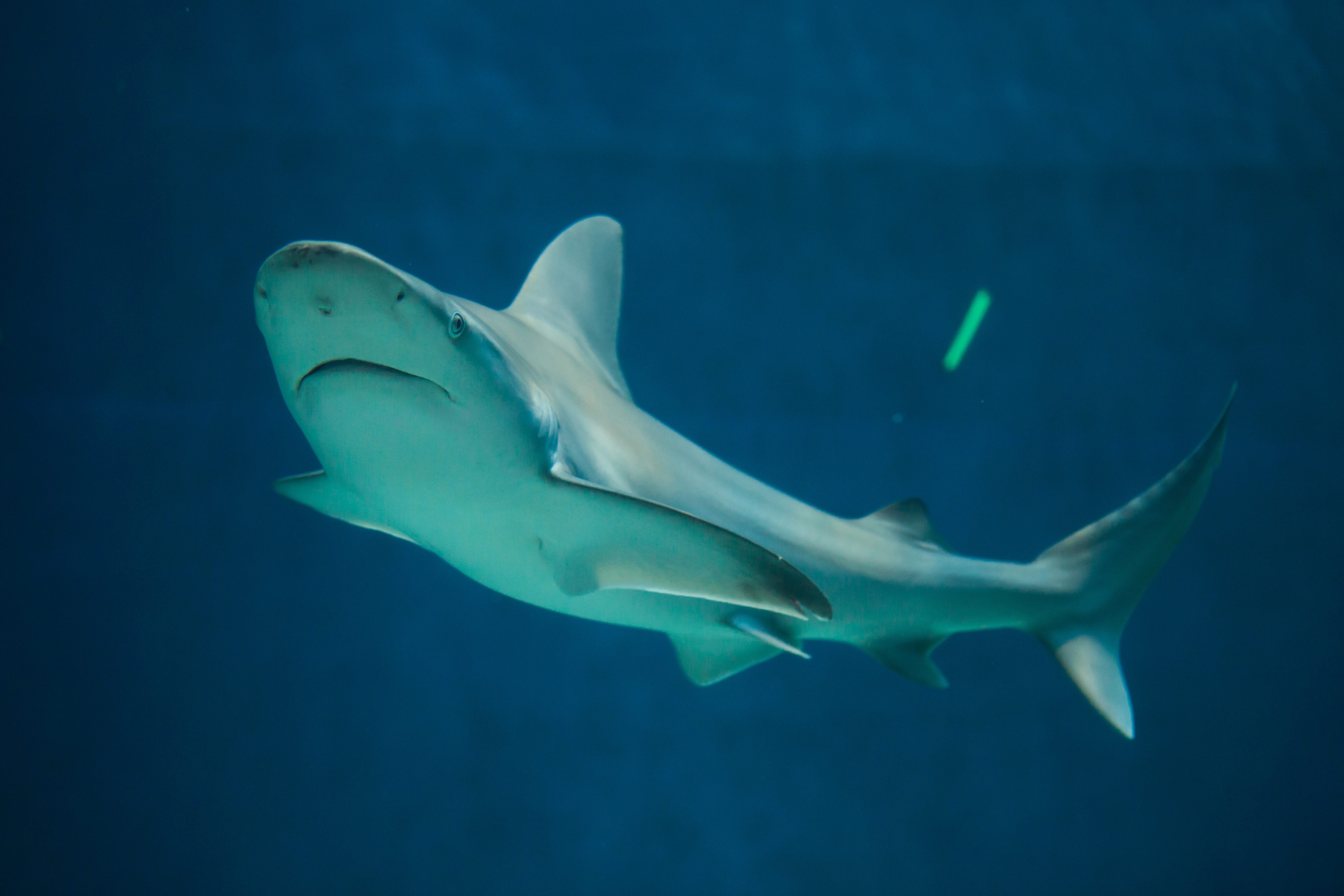 Carcharhinus plumbeus