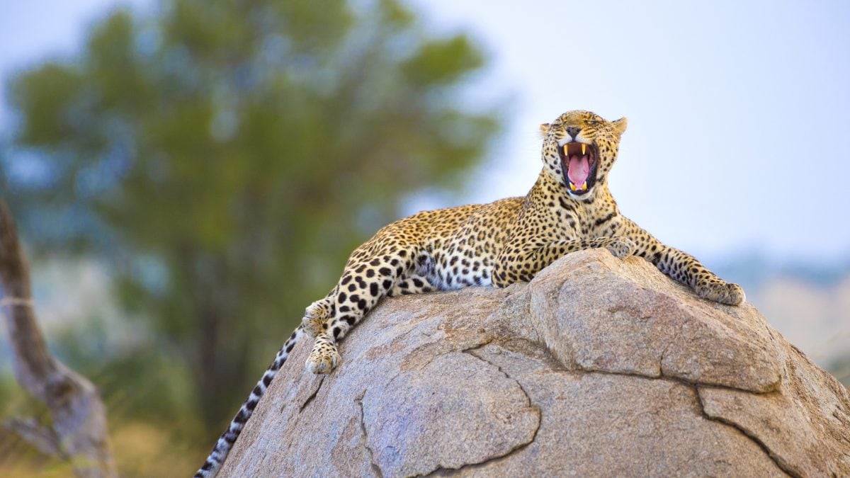 leopardo