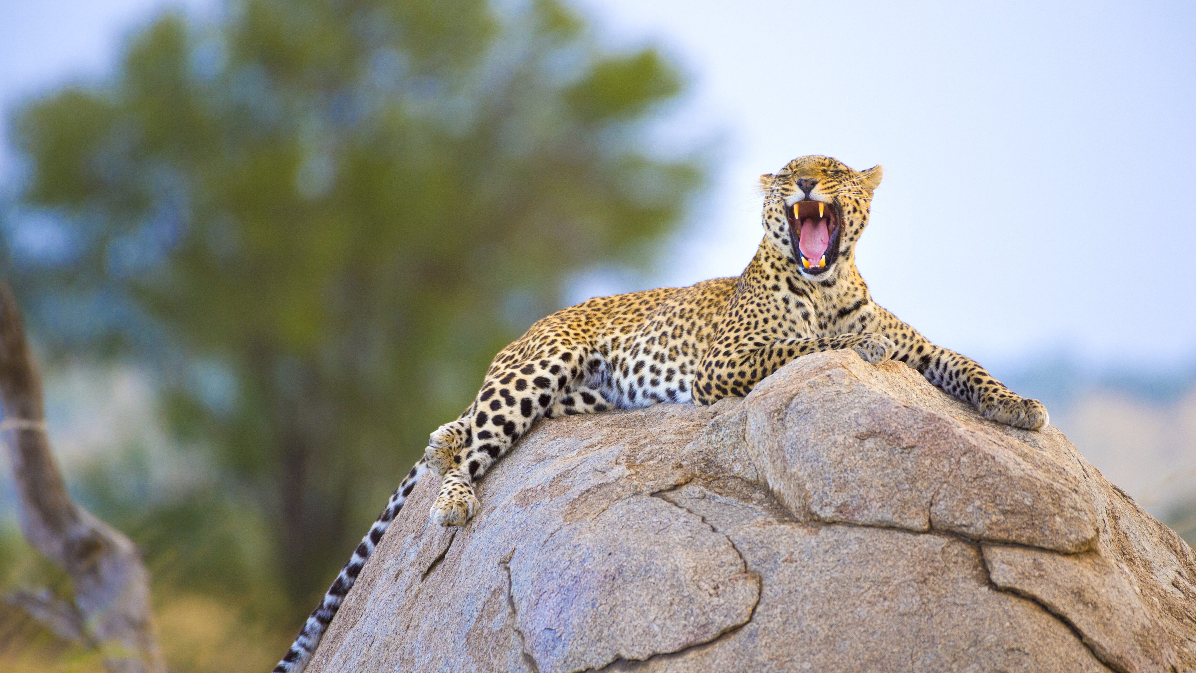 leopardo