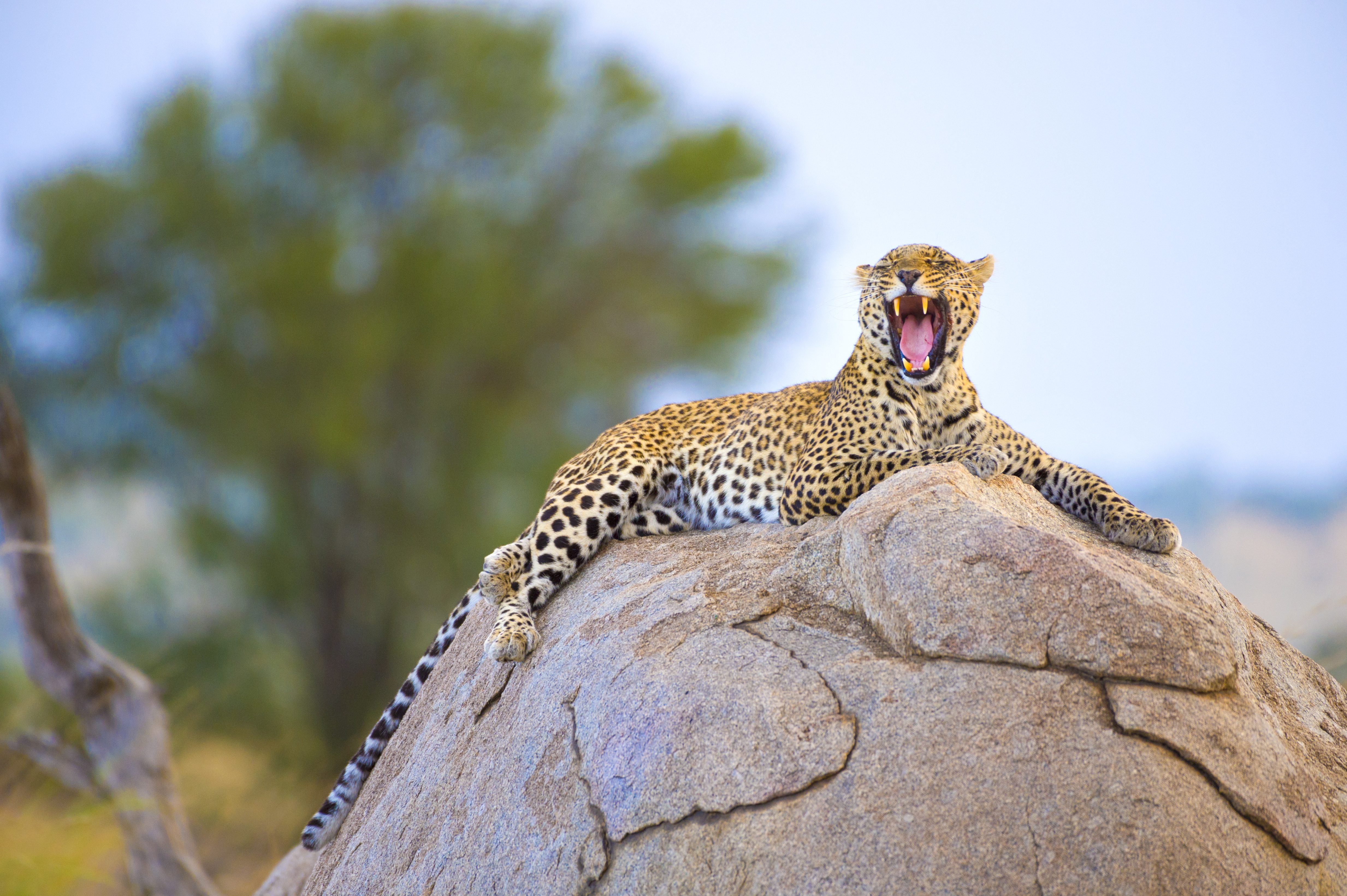 leopardo
