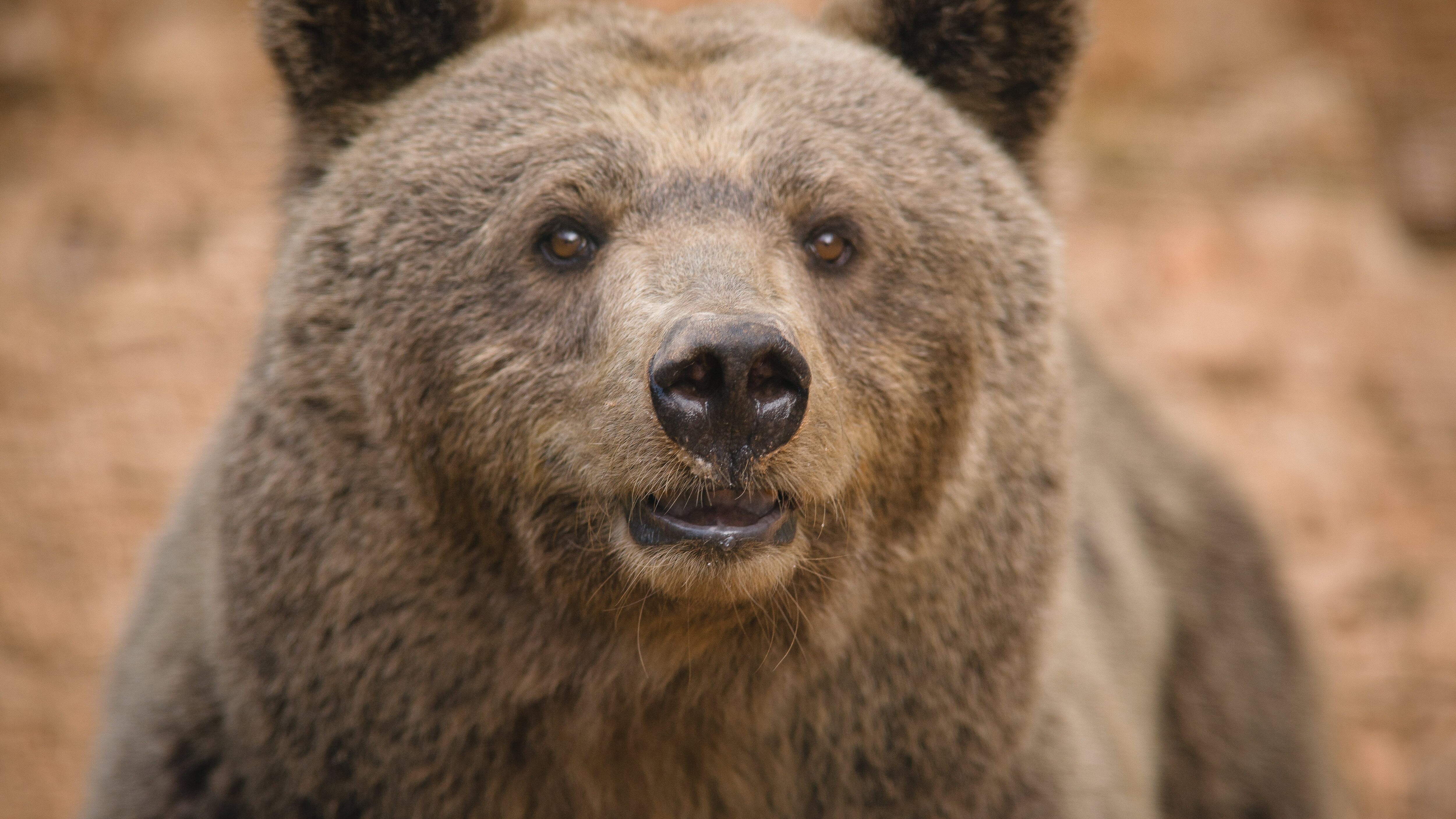 orso marsicano