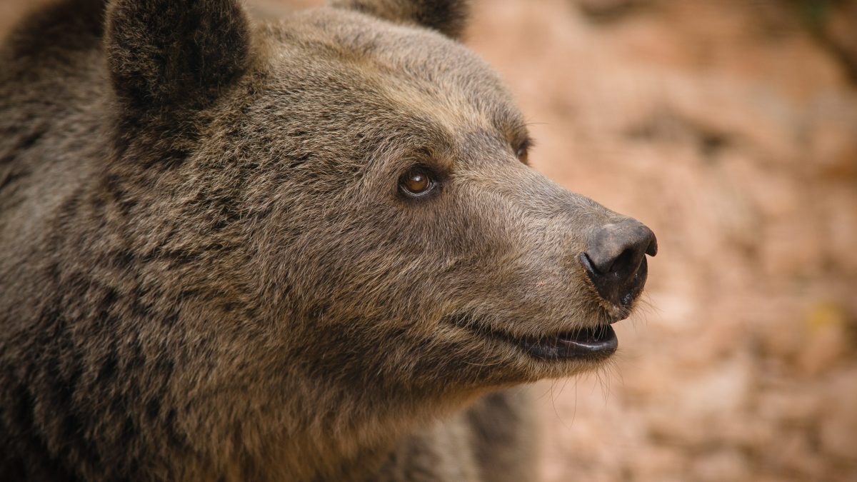 orso