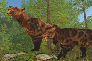 Figuren Shop GmbH Tigre Denti A Sciabola Teschio Su Metallo Stand - Impressionante Teschio Replica Decorazione