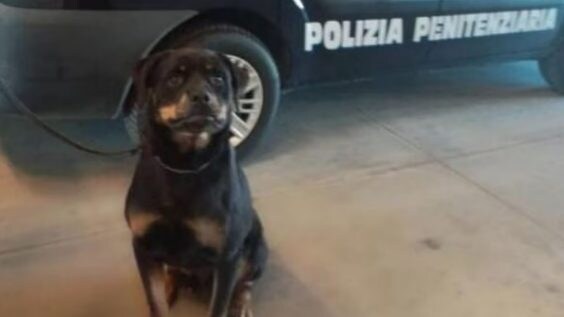 cane
