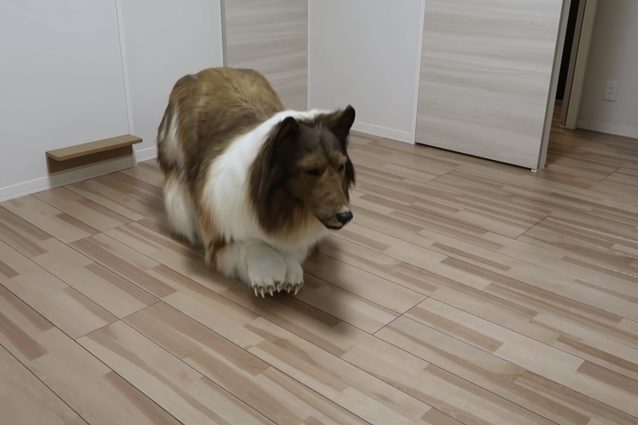 Японец колли. Человек с собакой. Костюм собаки реалистичный. Японец токо сан собака. Потратил 7 миллионов чтобы стать собакой.