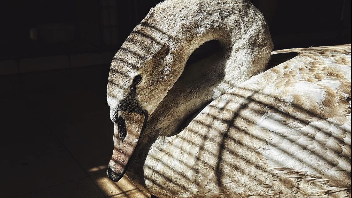 cigno reale