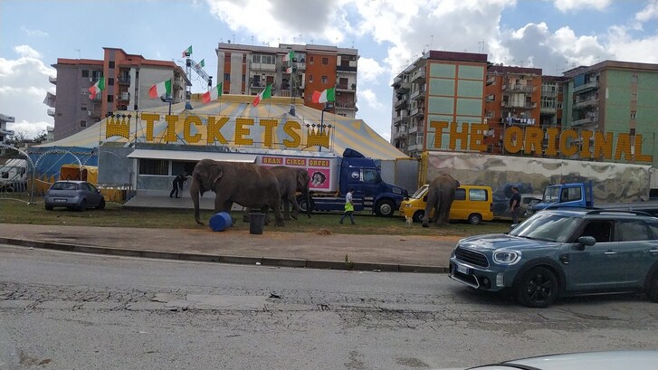 elefanti circo afragola