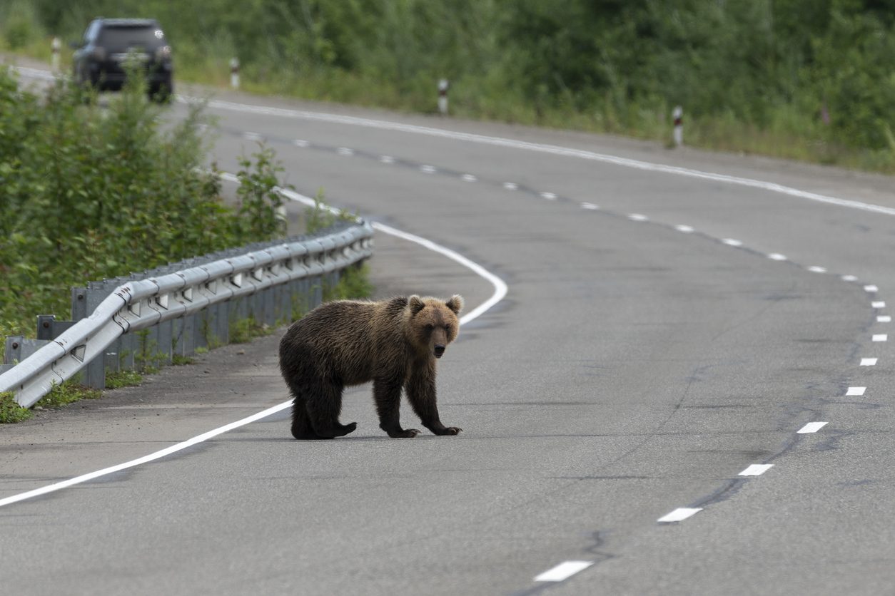 orso