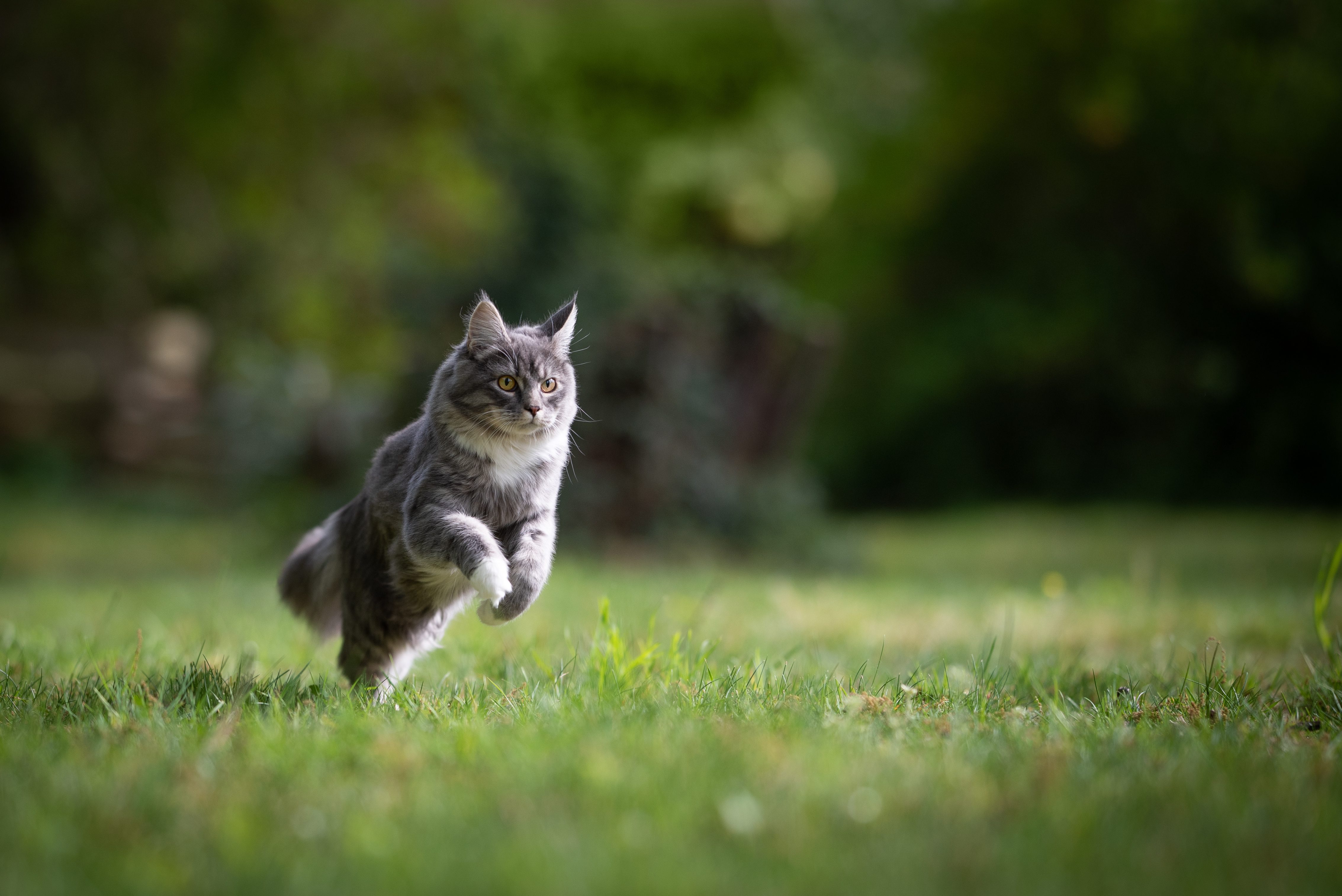 gatto