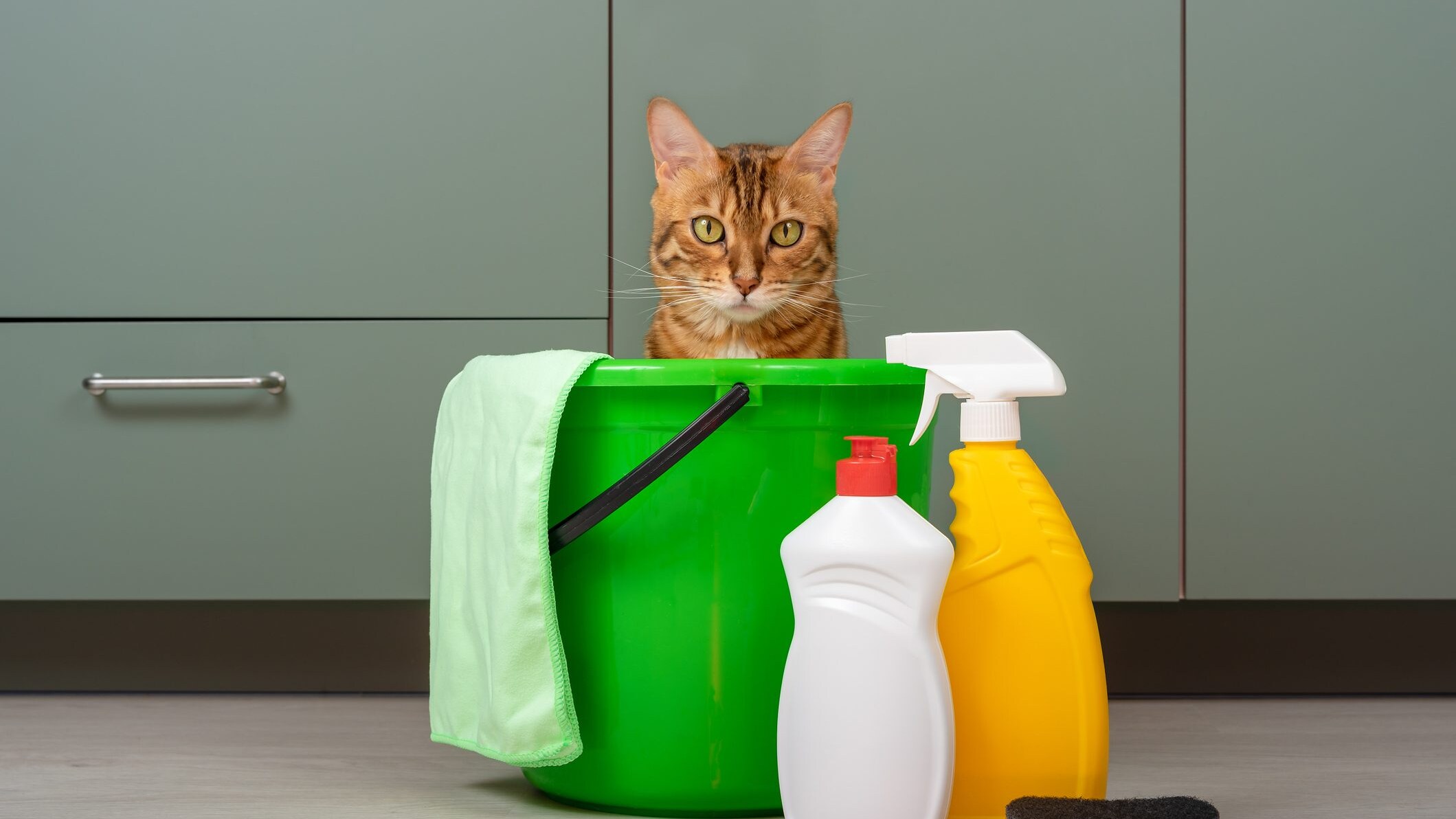 gatto candeggina