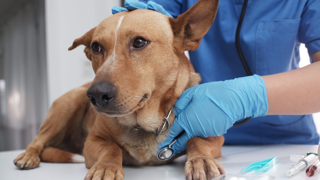 cane veterinario