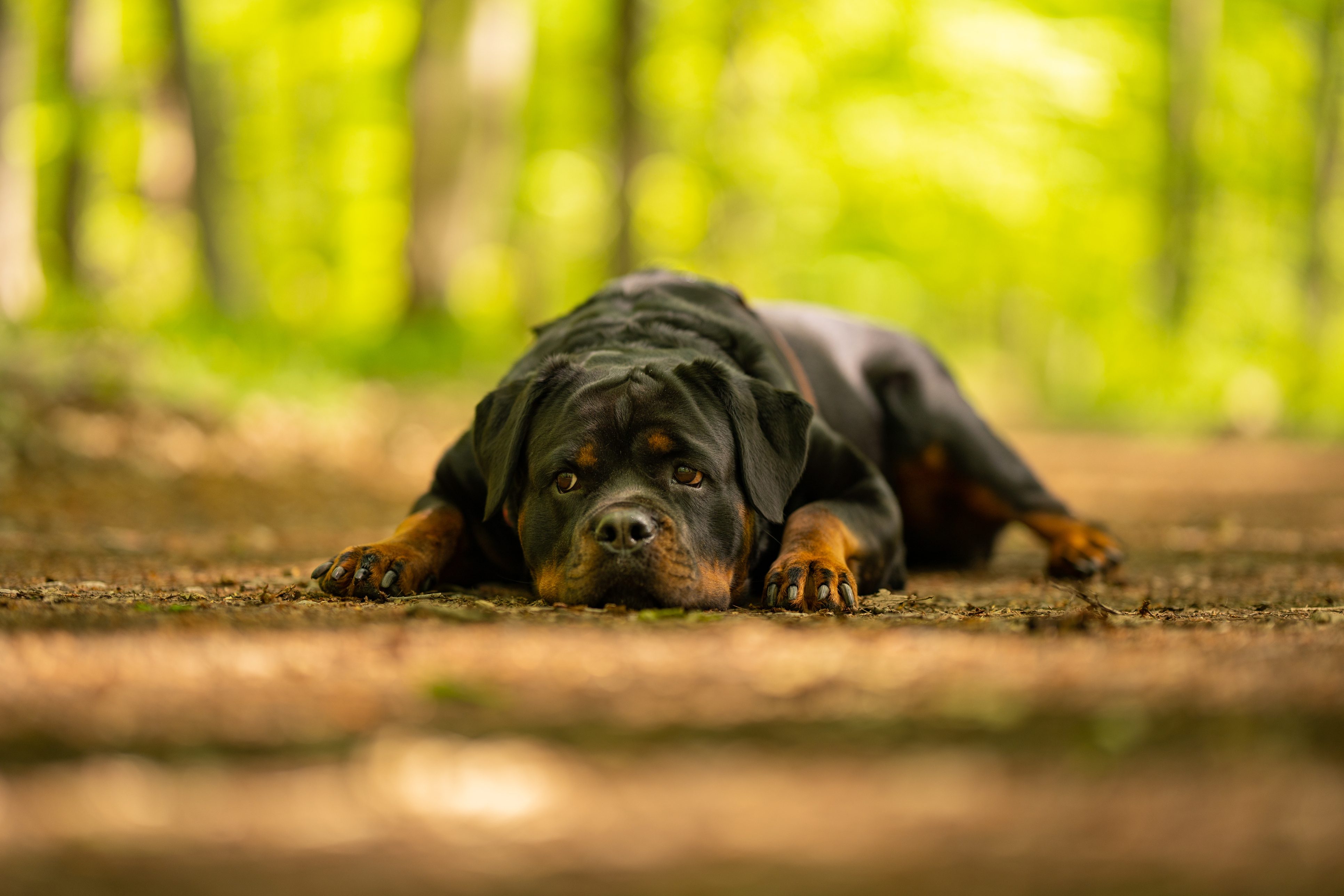 rottweiler