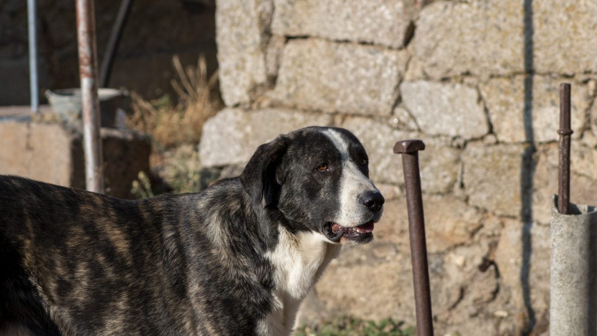 cane Leonese Sheepdog