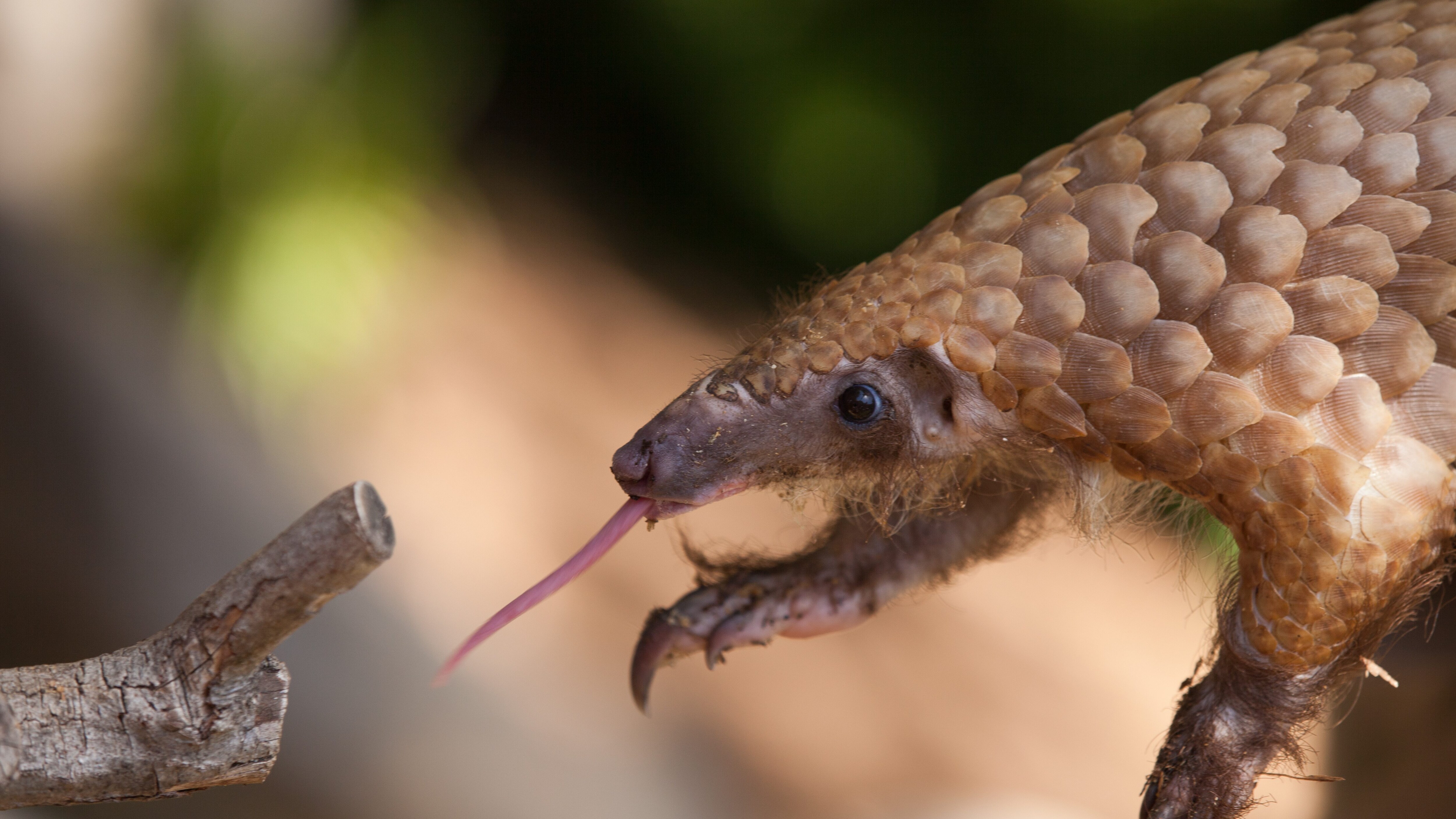 pangolino