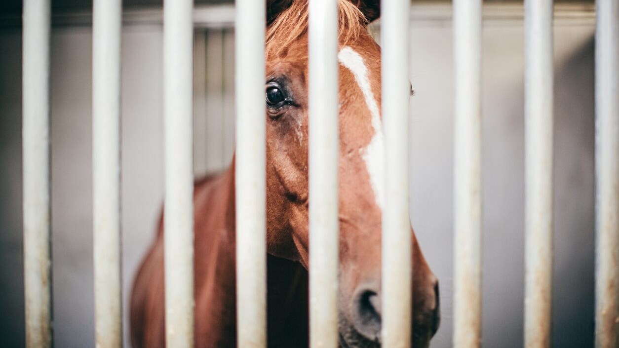 cavallo