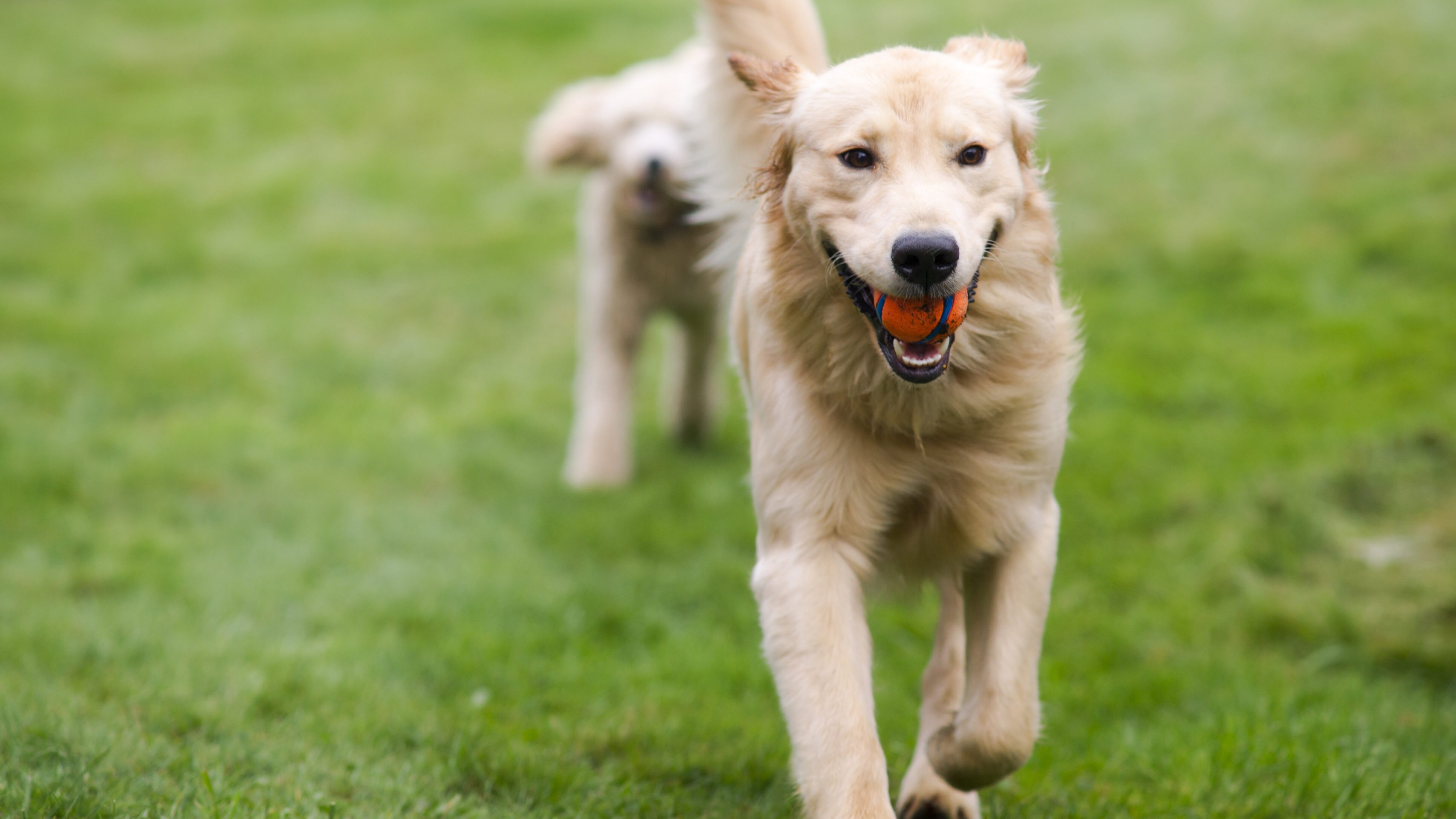 cane corre parco