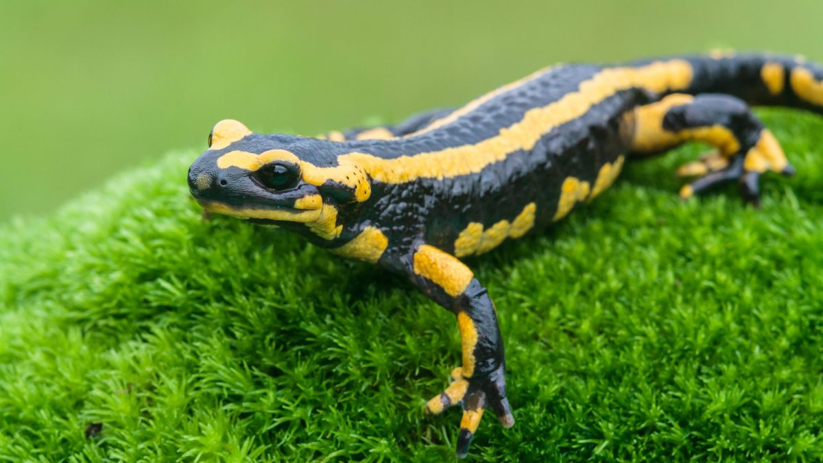 salamandra