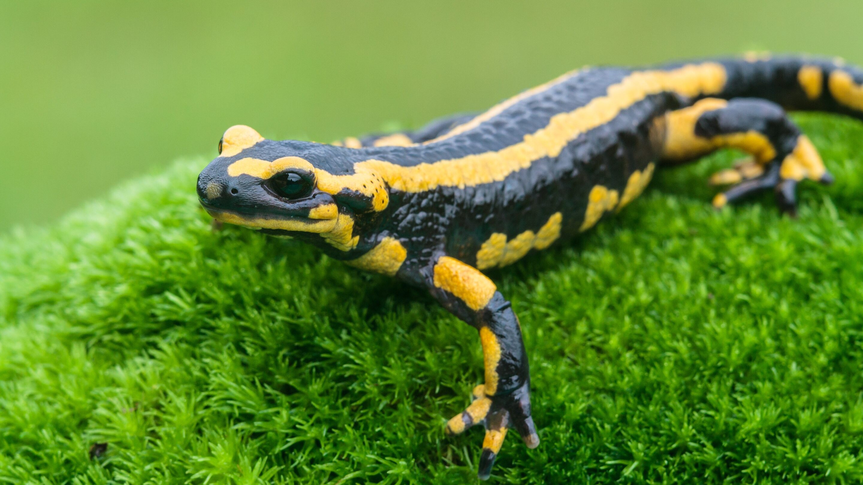 salamandra
