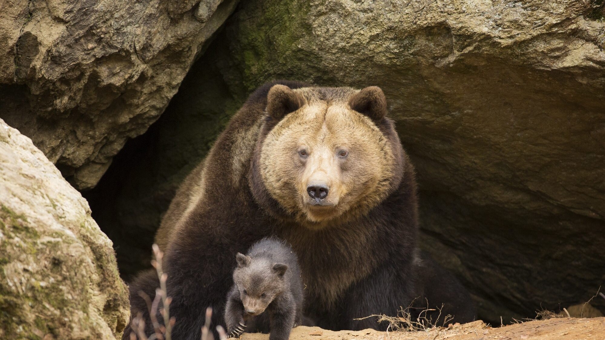 orso bruno