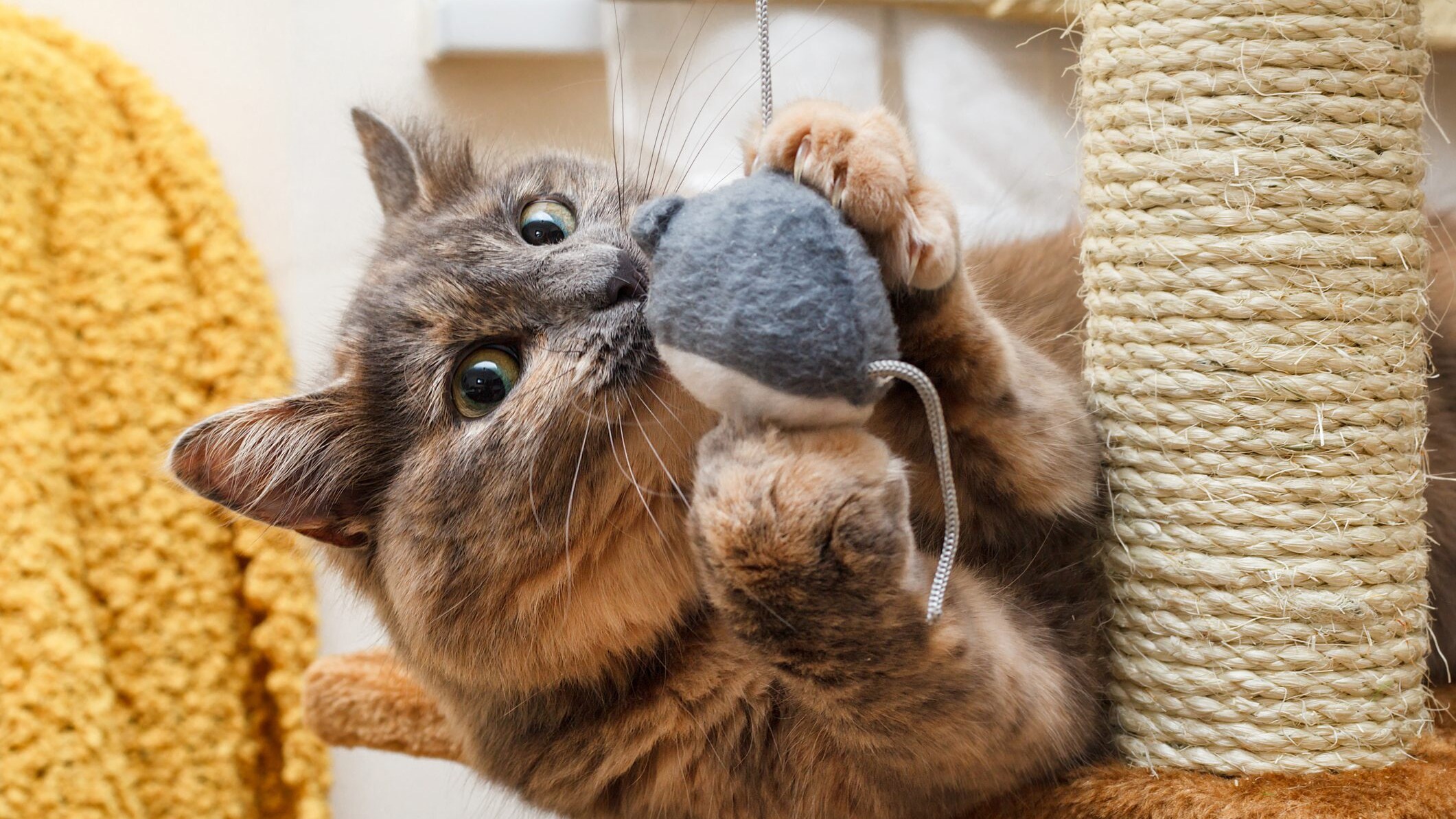 gatto gioca